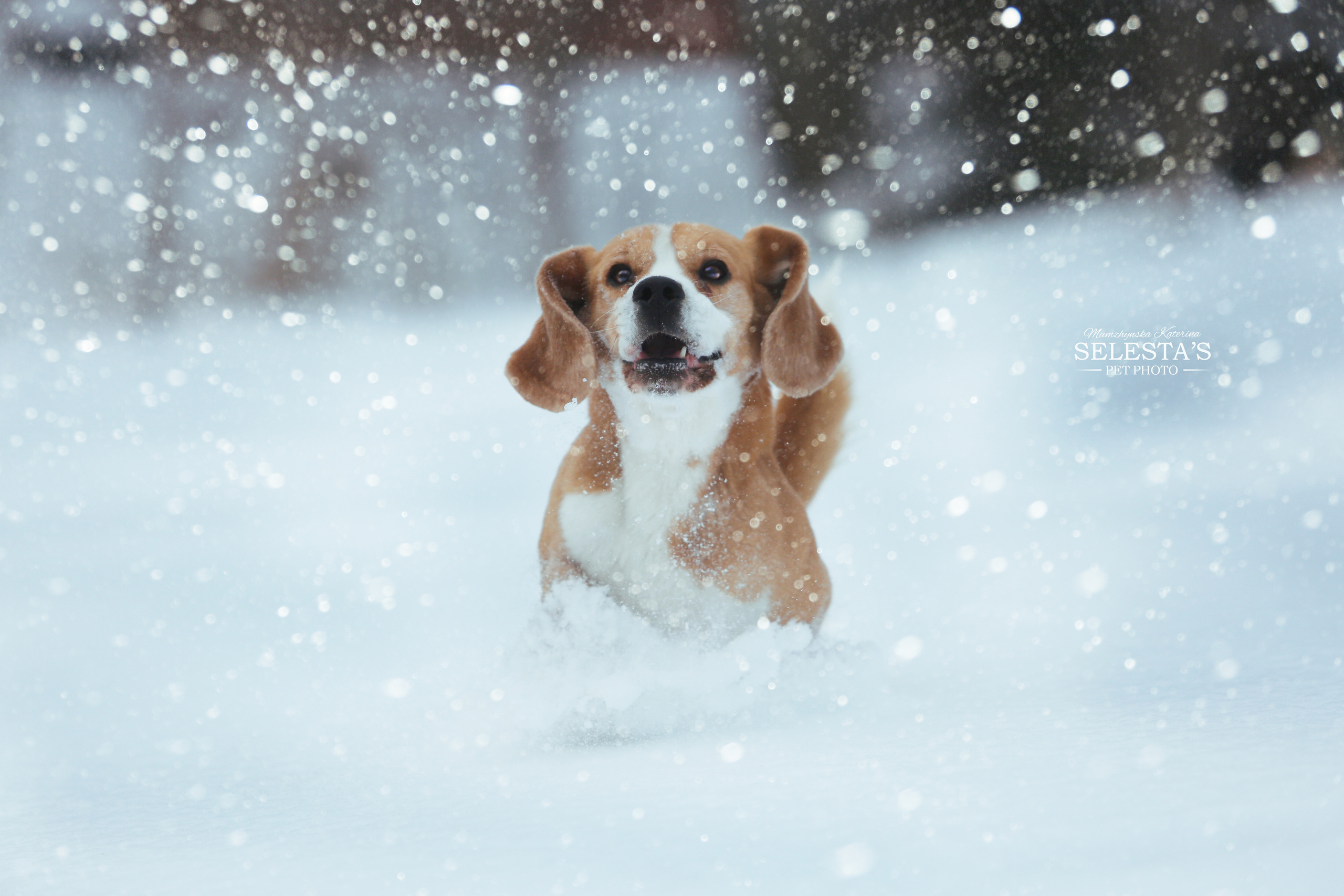 Dogs. Pet photographer Kateryna Mumzhynska