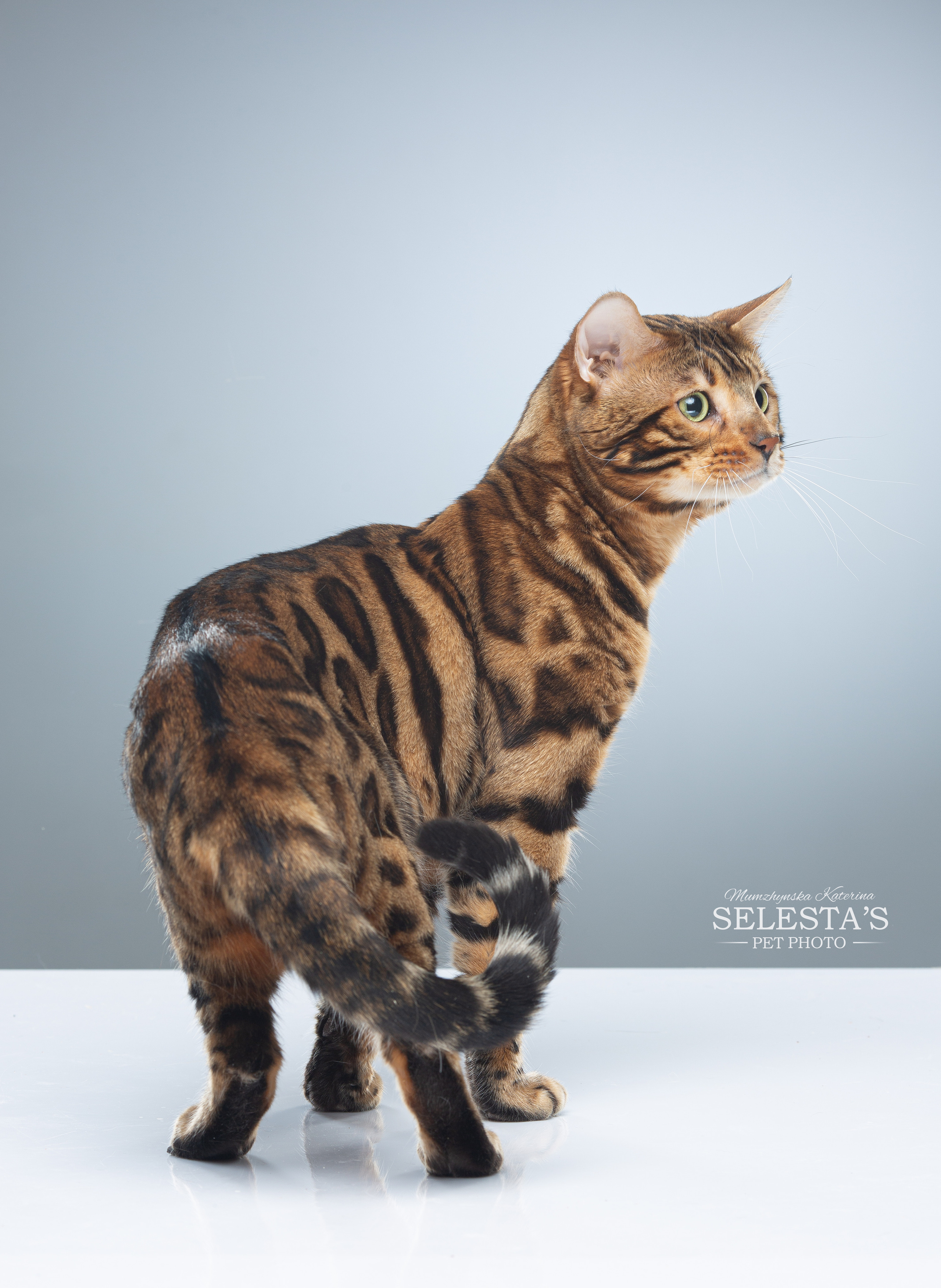 Cats. Pet photographer Kateryna Mumzhynska