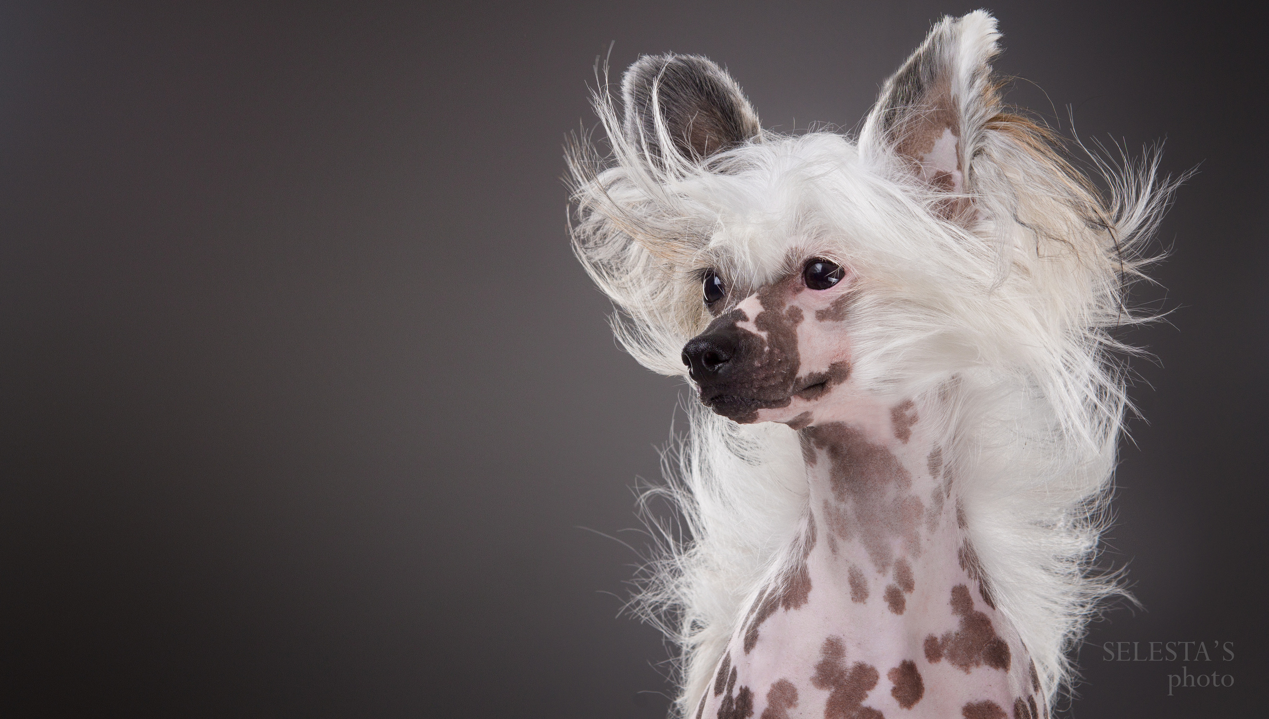 Dogs. Pet photographer Kateryna Mumzhynska