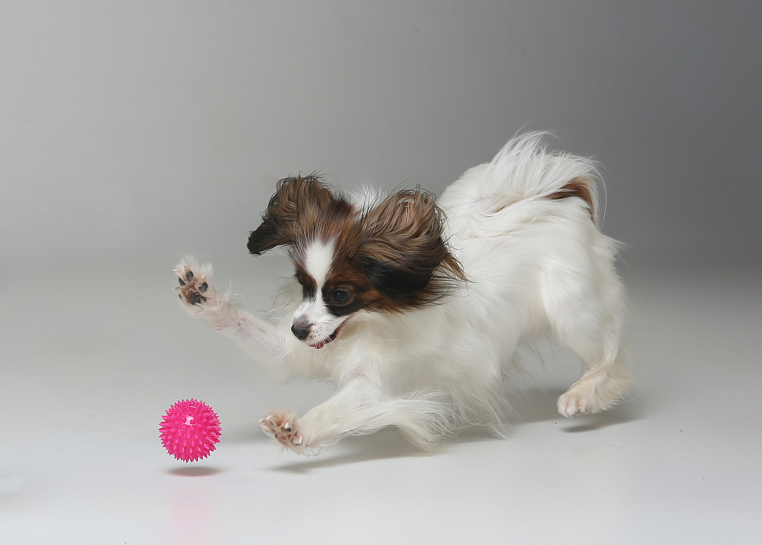 Dogs. Pet photographer Kateryna Mumzhynska