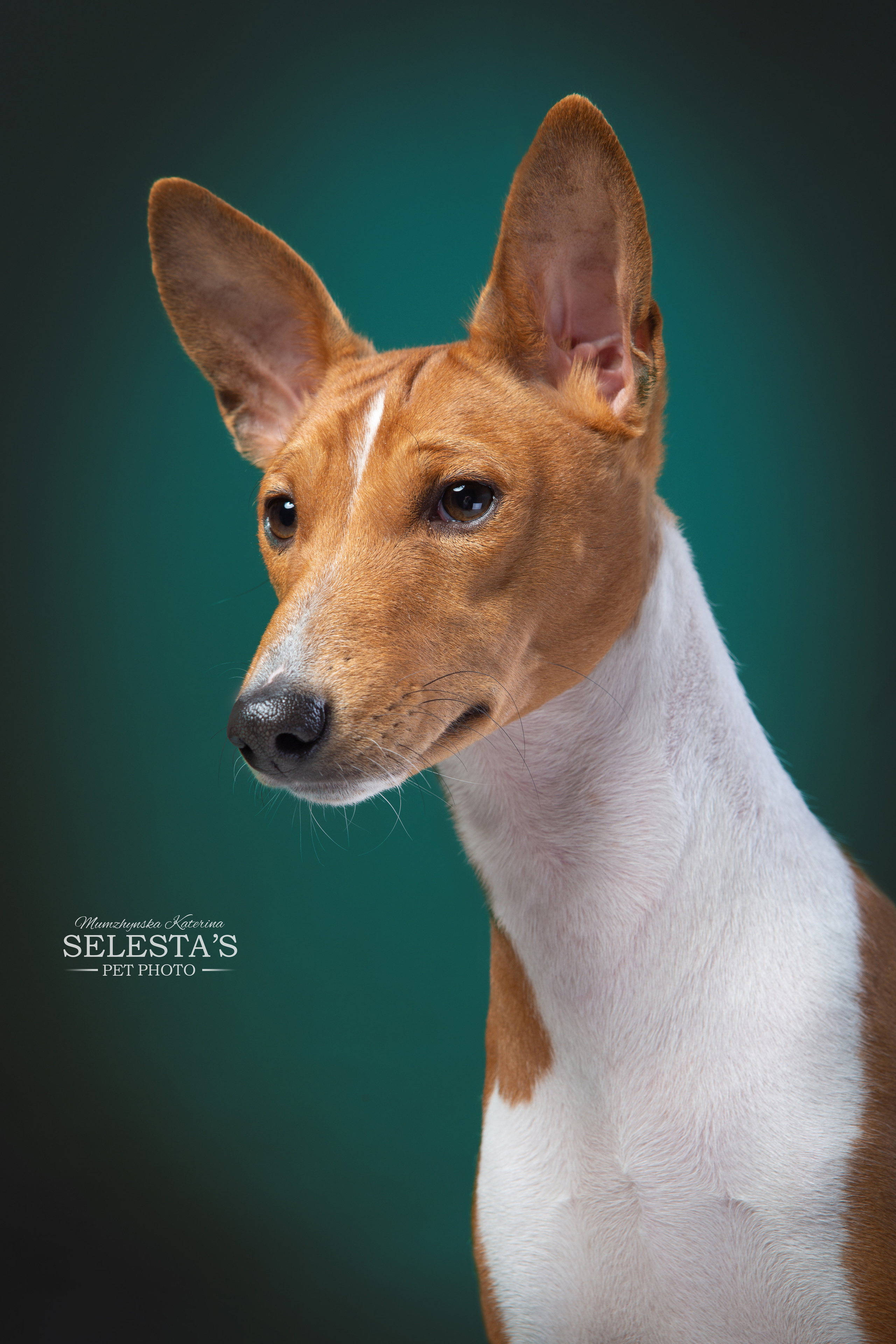 Dogs. Pet photographer Kateryna Mumzhynska