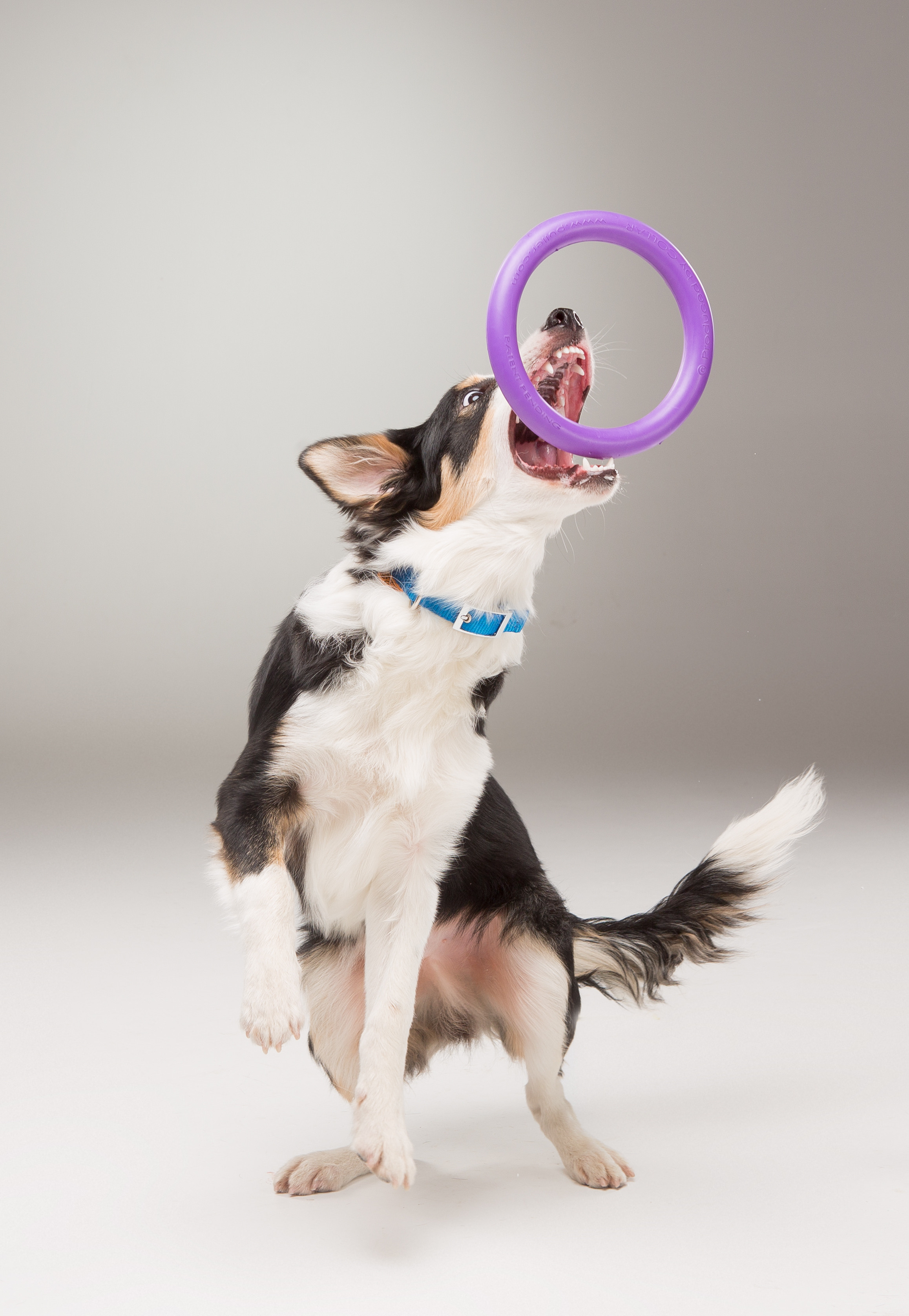 Dogs. Pet photographer Kateryna Mumzhynska