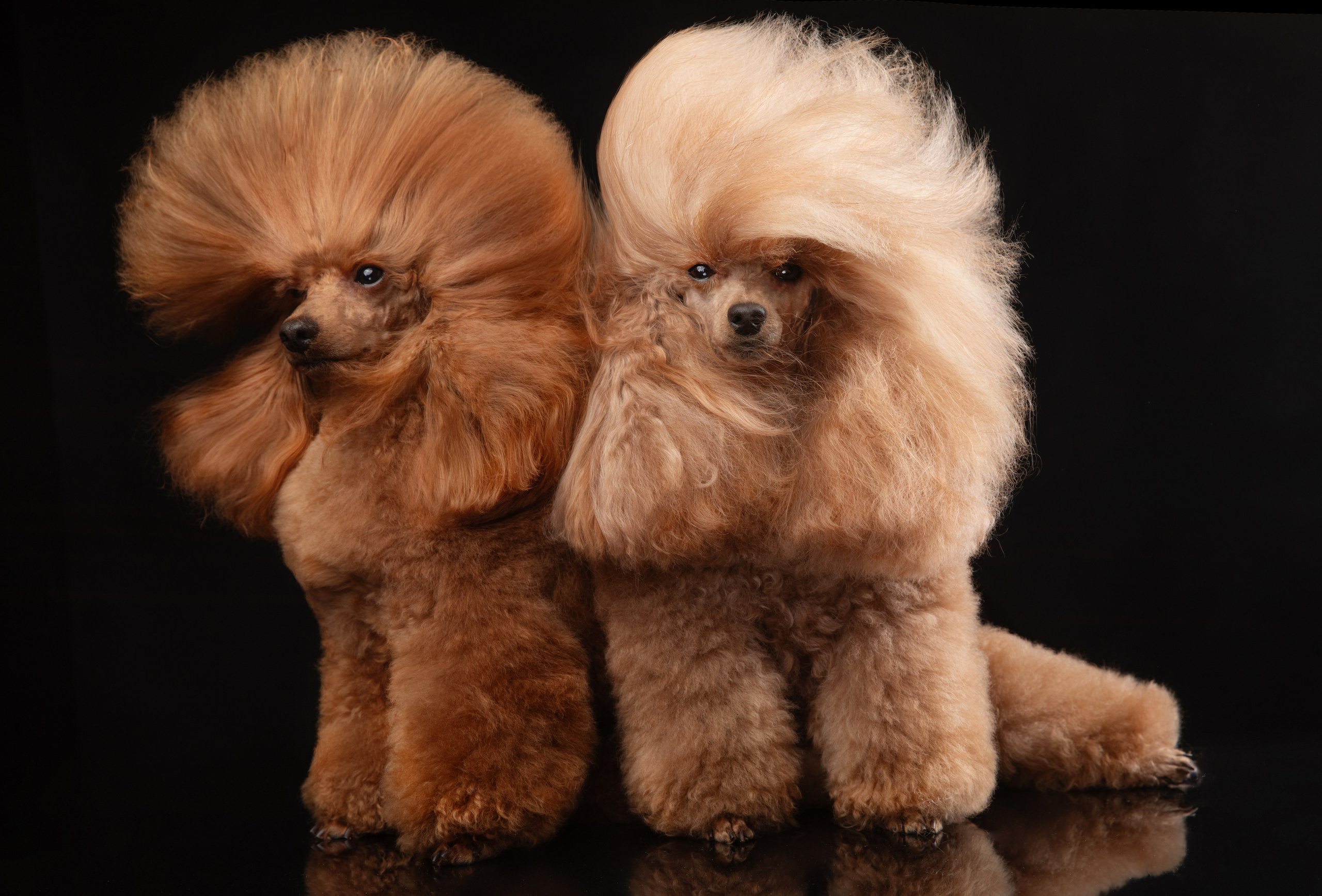 Dogs. Pet photographer Kateryna Mumzhynska