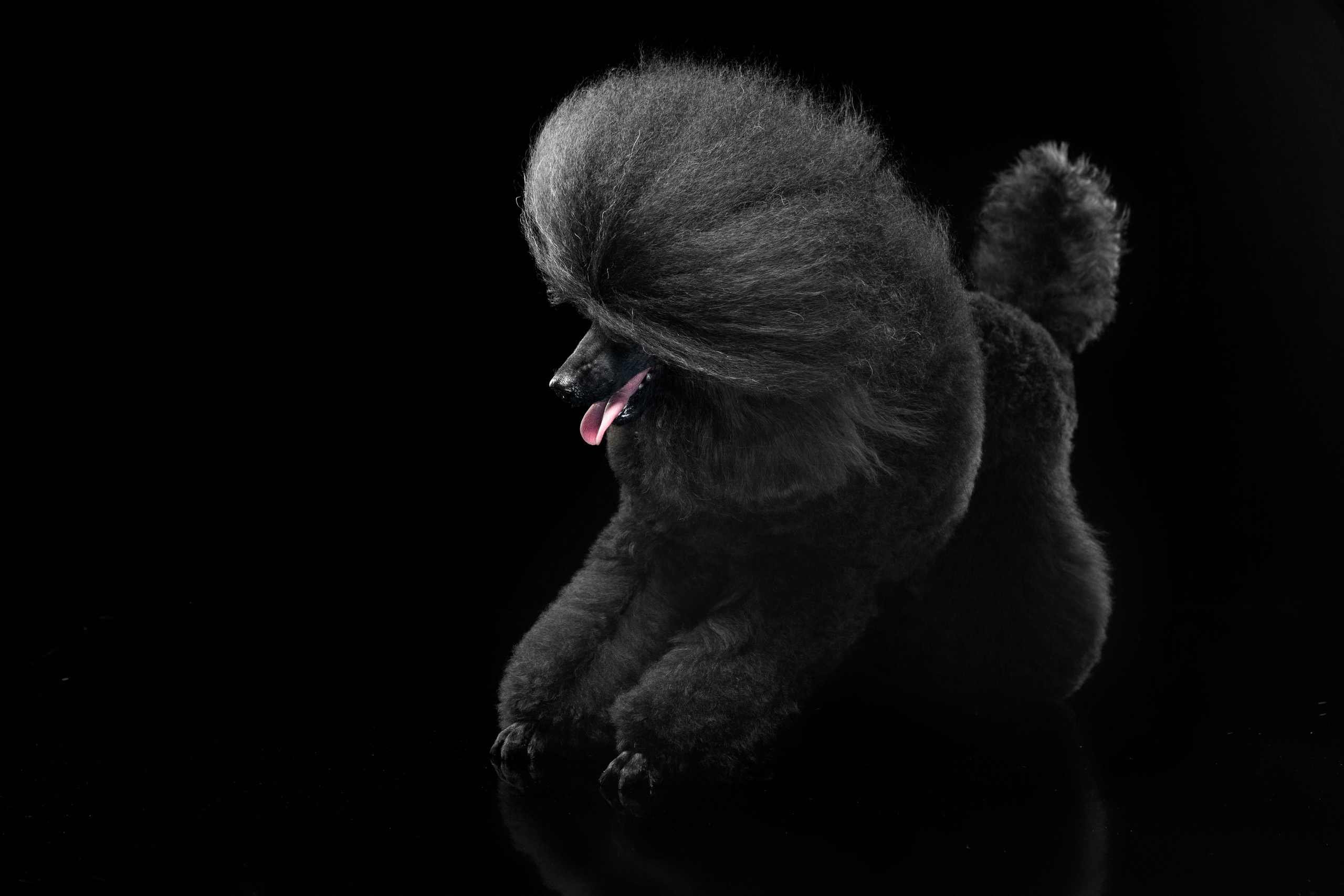 Dogs. Pet photographer Kateryna Mumzhynska