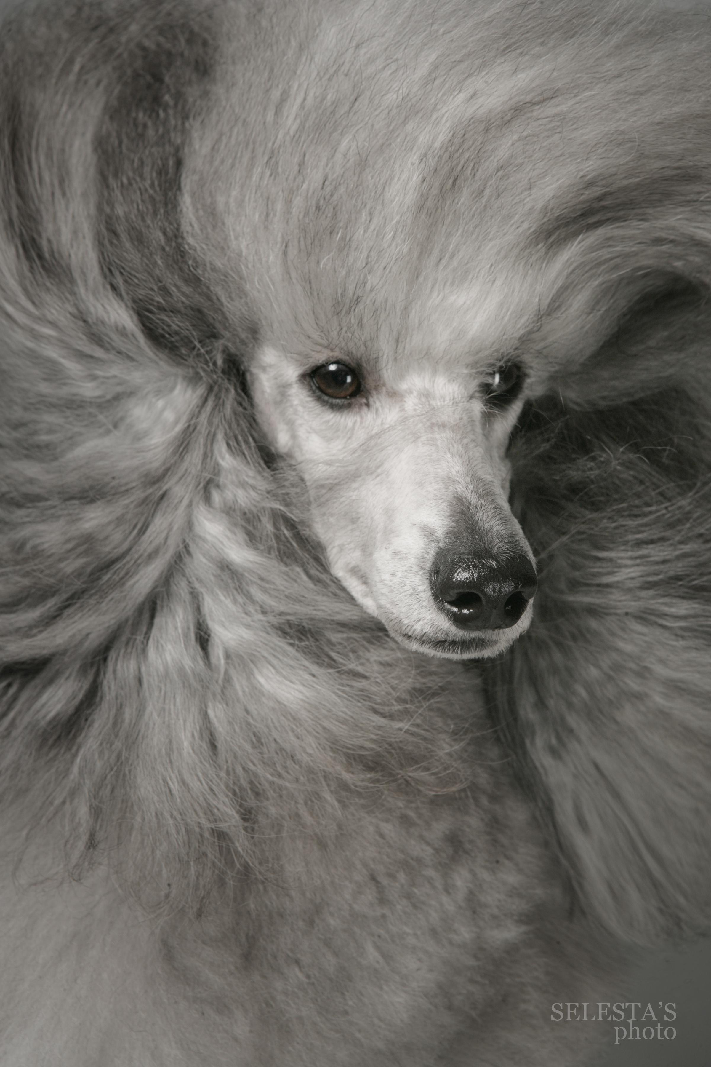 Dogs. Pet photographer Kateryna Mumzhynska