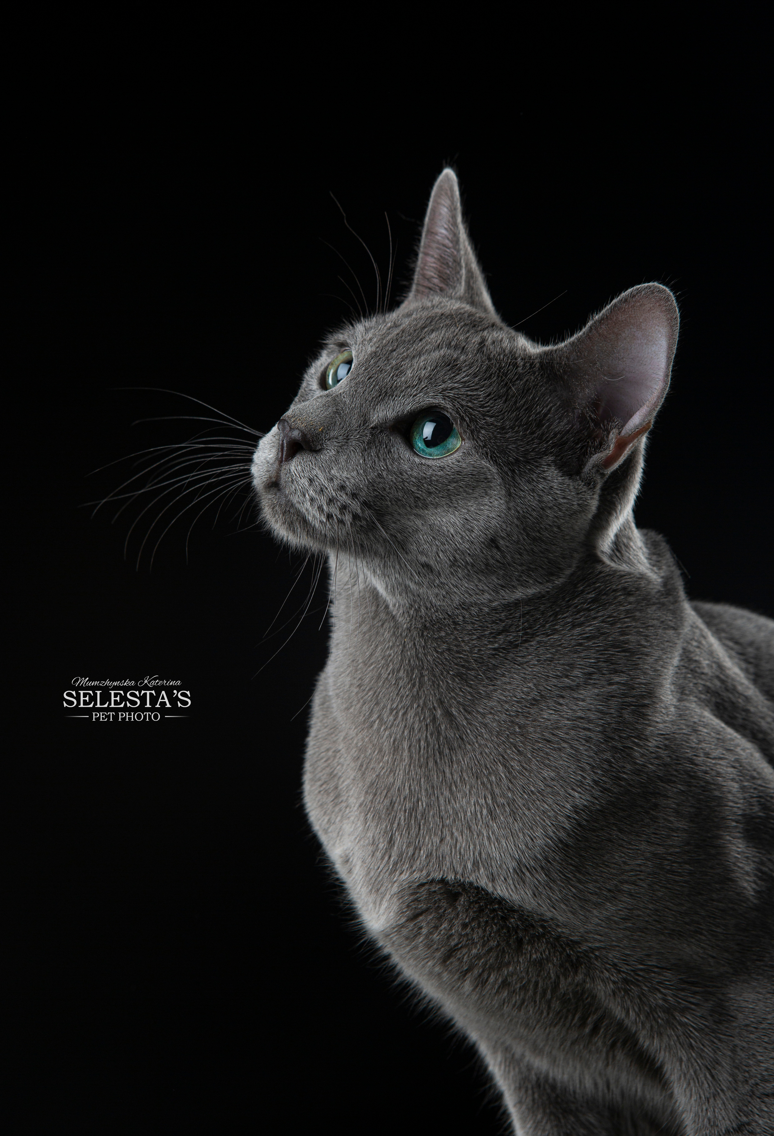 Cats. Pet photographer Kateryna Mumzhynska