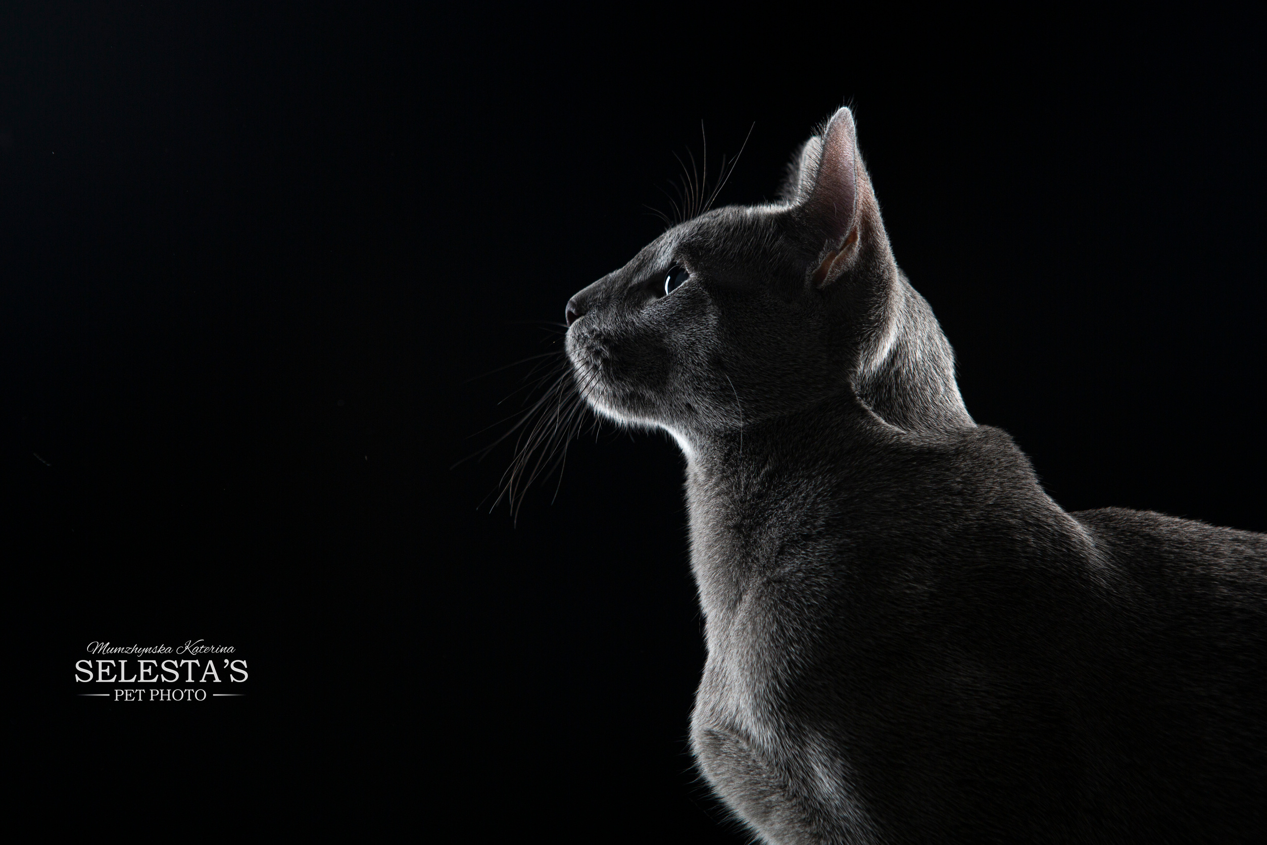 Cats. Pet photographer Kateryna Mumzhynska