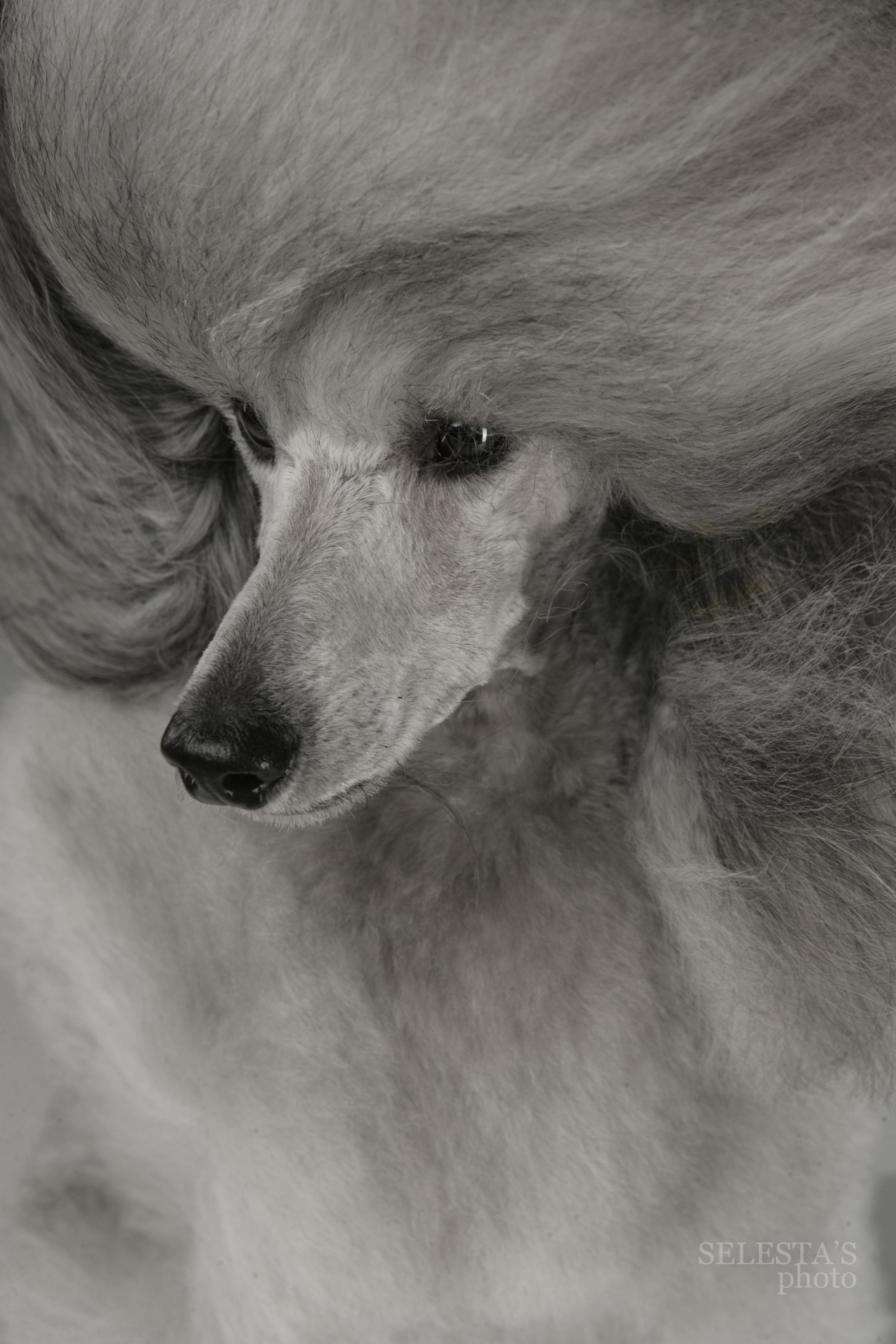 Dogs. Pet photographer Kateryna Mumzhynska