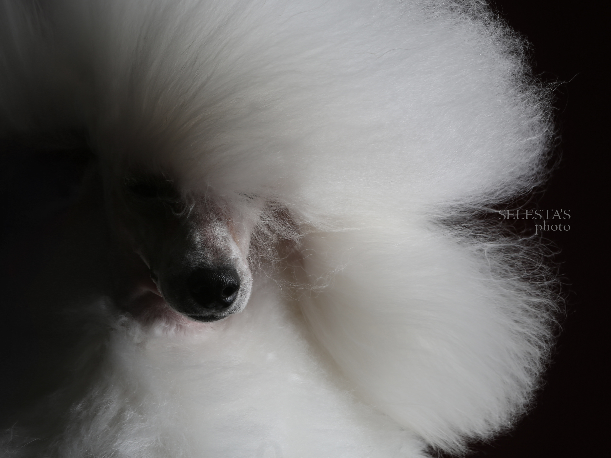 Dogs. Pet photographer Kateryna Mumzhynska