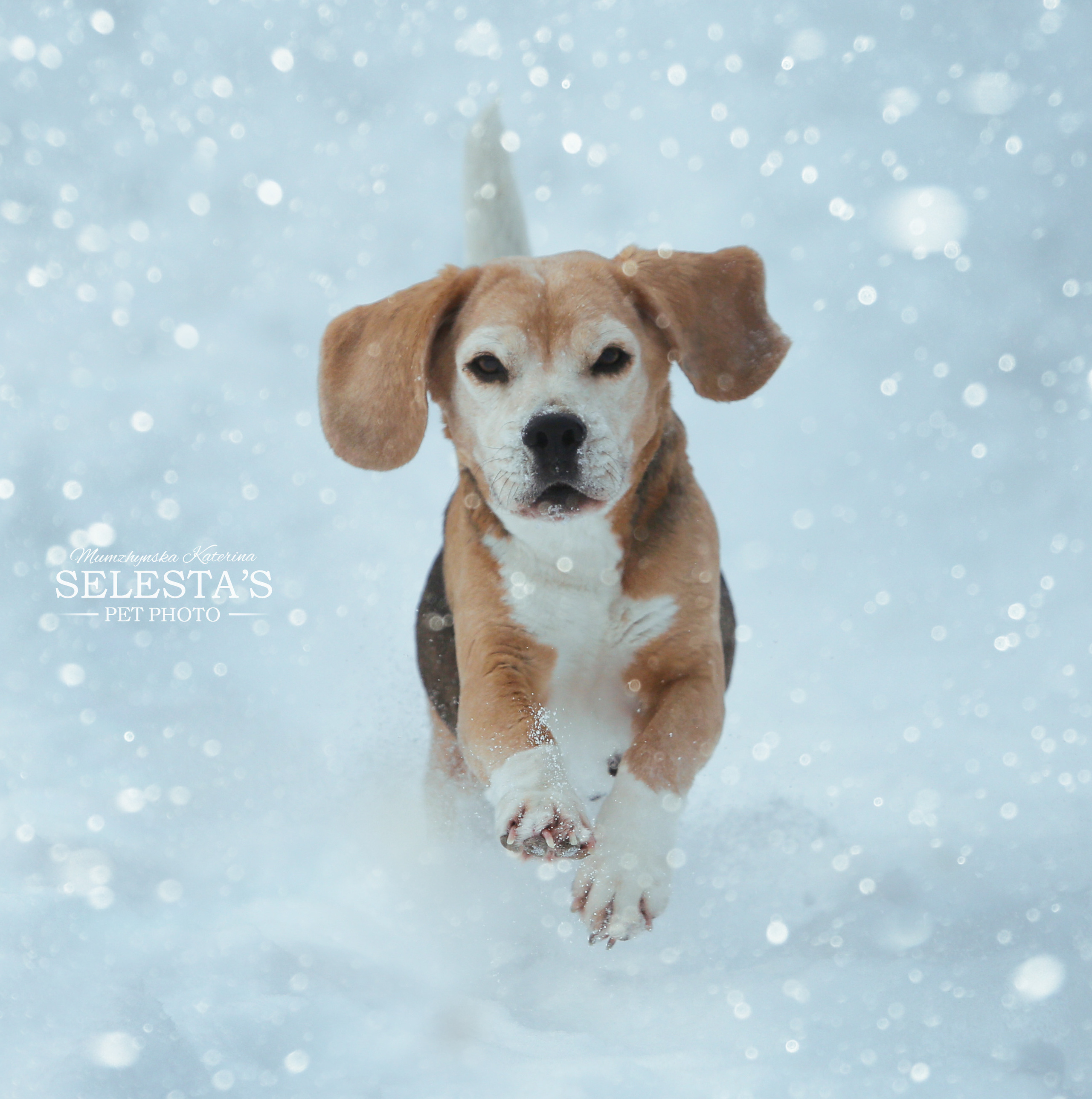 Dogs. Pet photographer Kateryna Mumzhynska