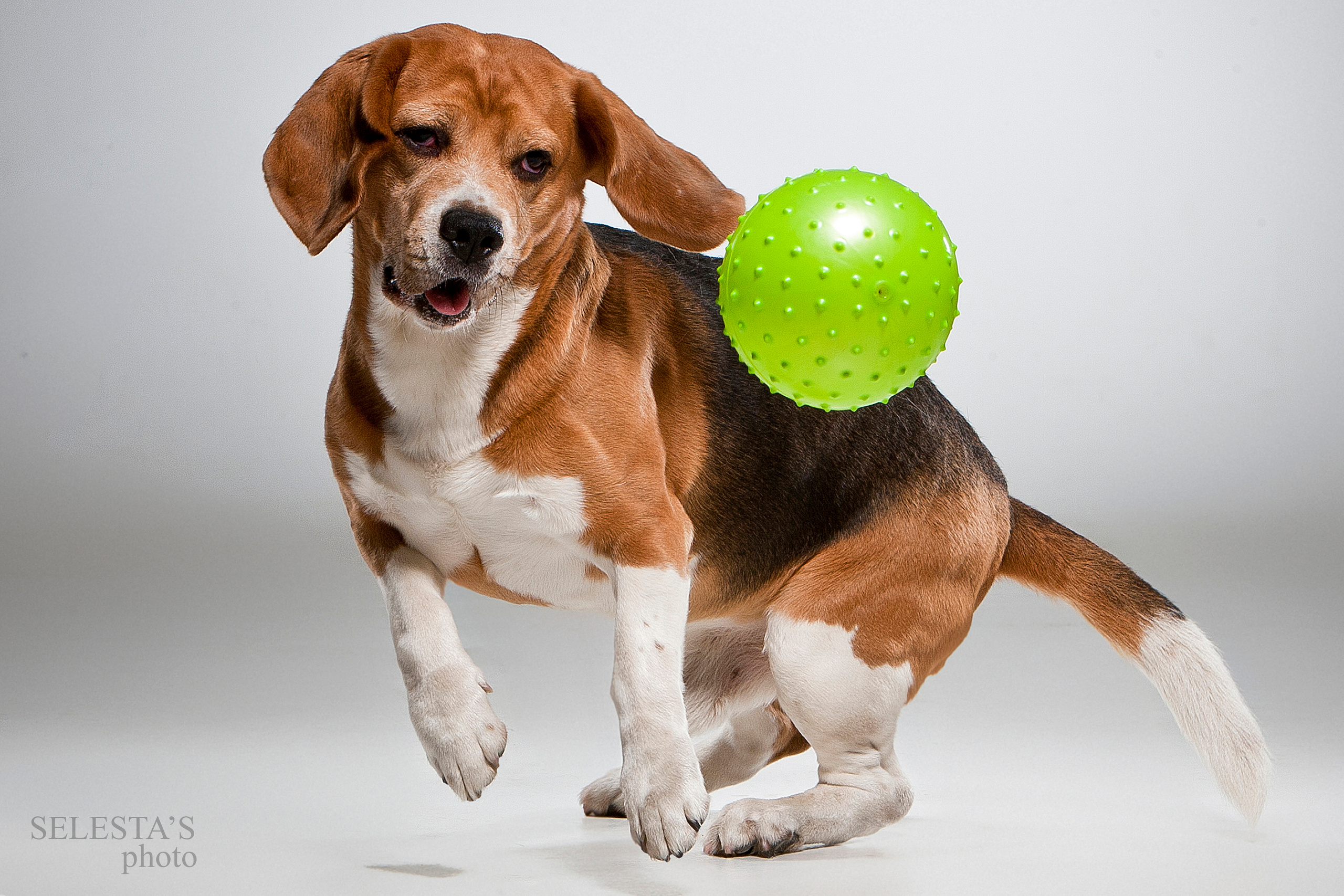 Dogs. Pet photographer Kateryna Mumzhynska