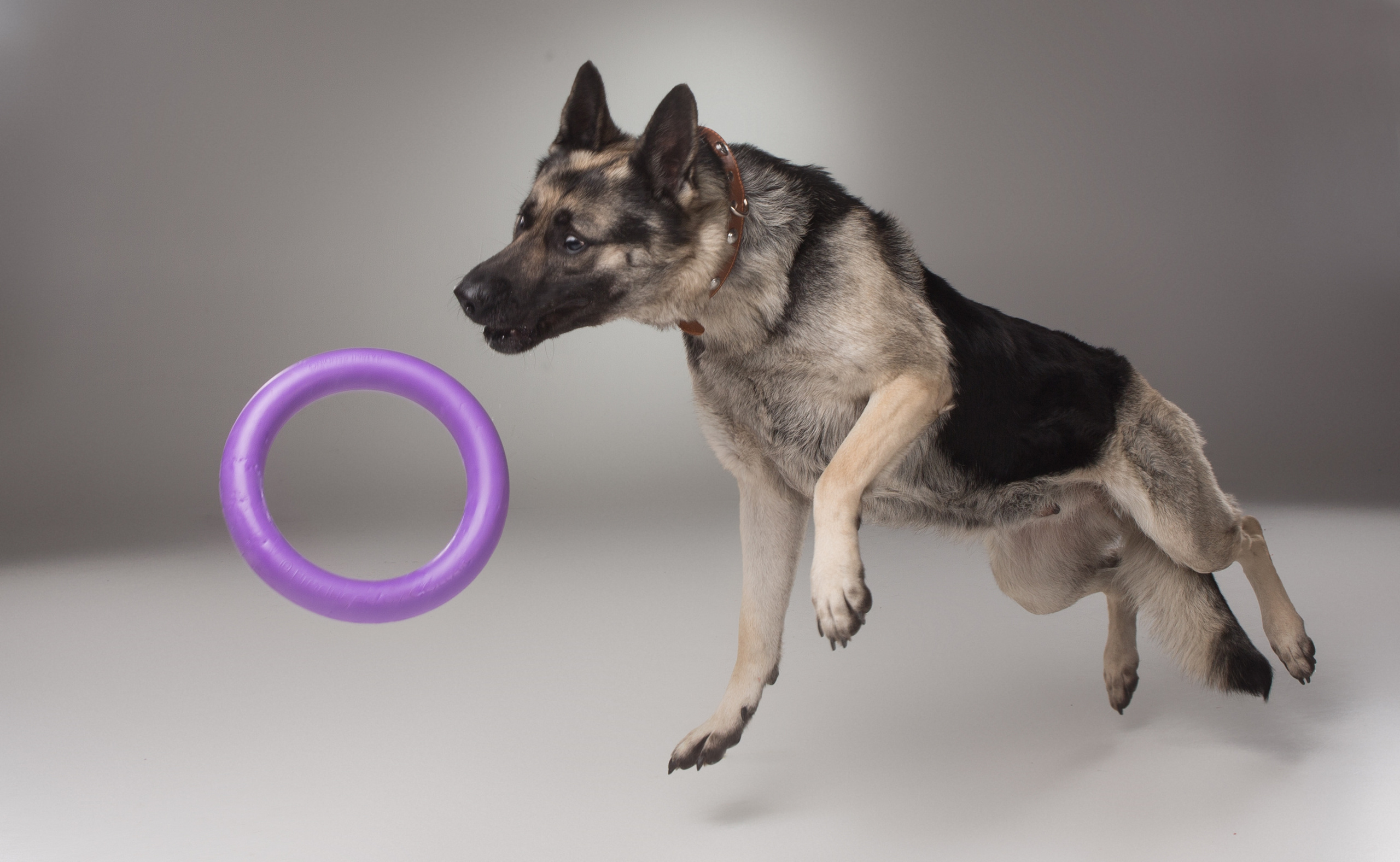 Dogs. Pet photographer Kateryna Mumzhynska