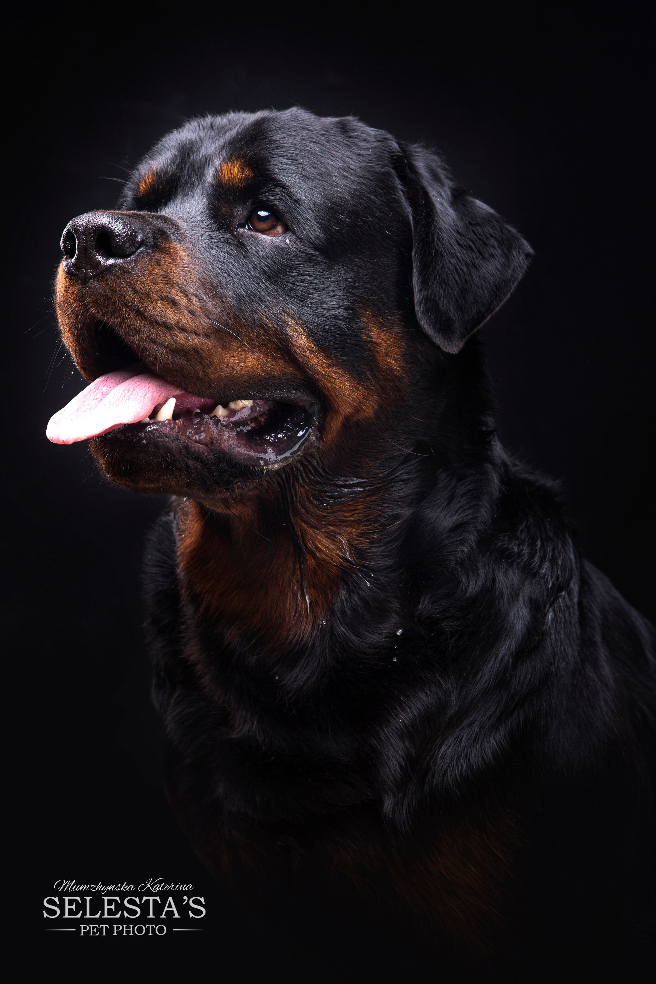 Dogs. Pet photographer Kateryna Mumzhynska