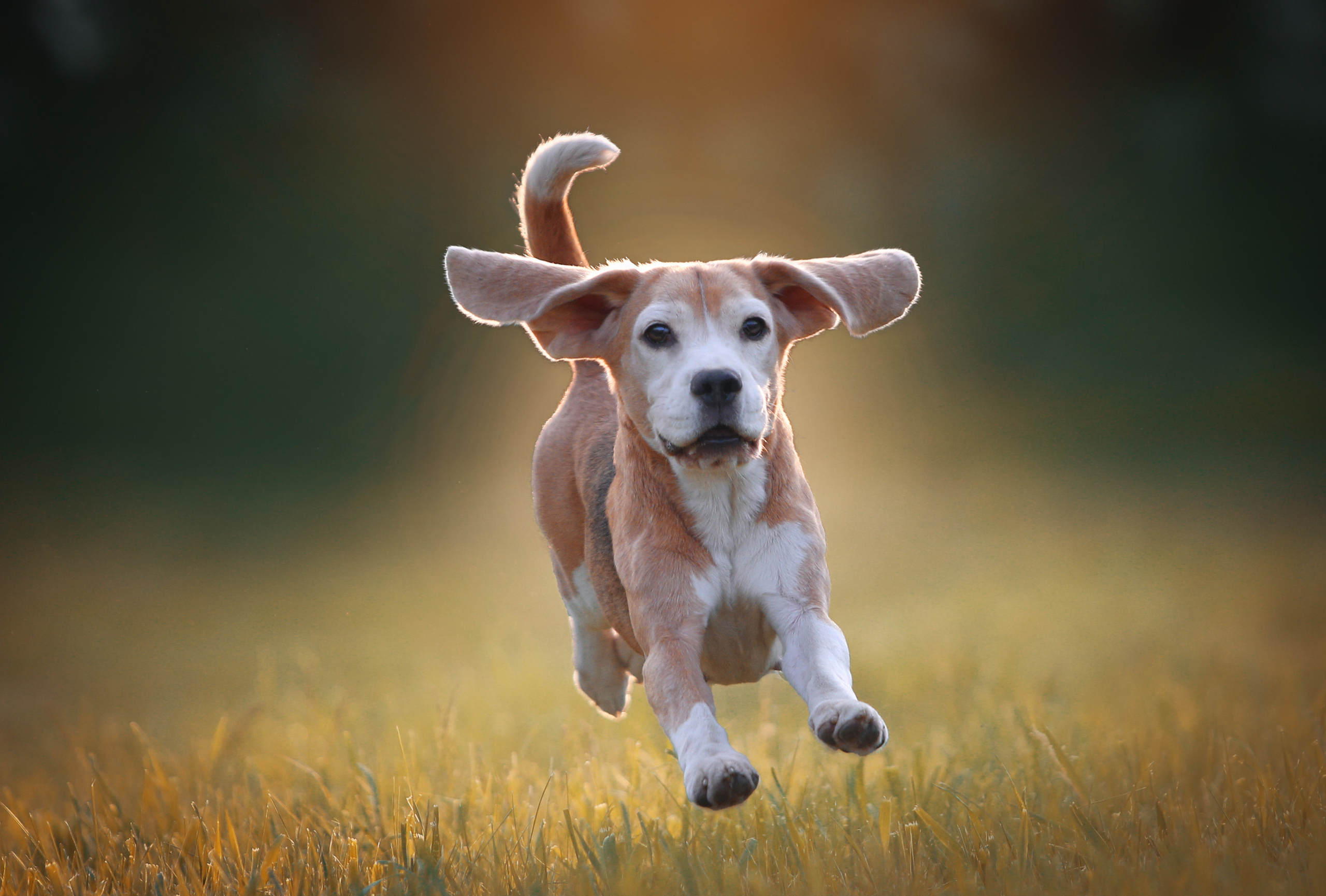 Dogs. Pet photographer Kateryna Mumzhynska