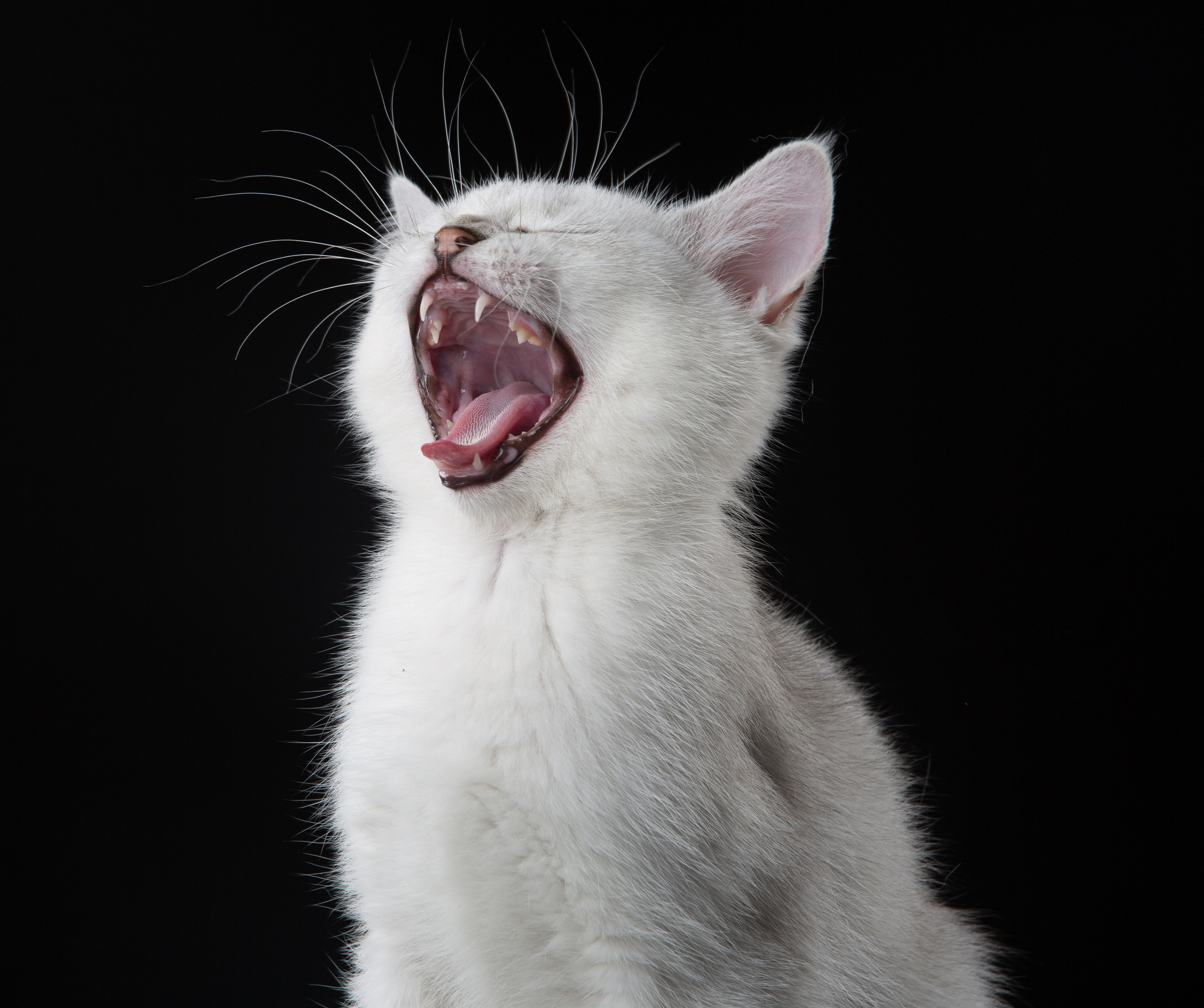 Cats. Pet photographer Kateryna Mumzhynska