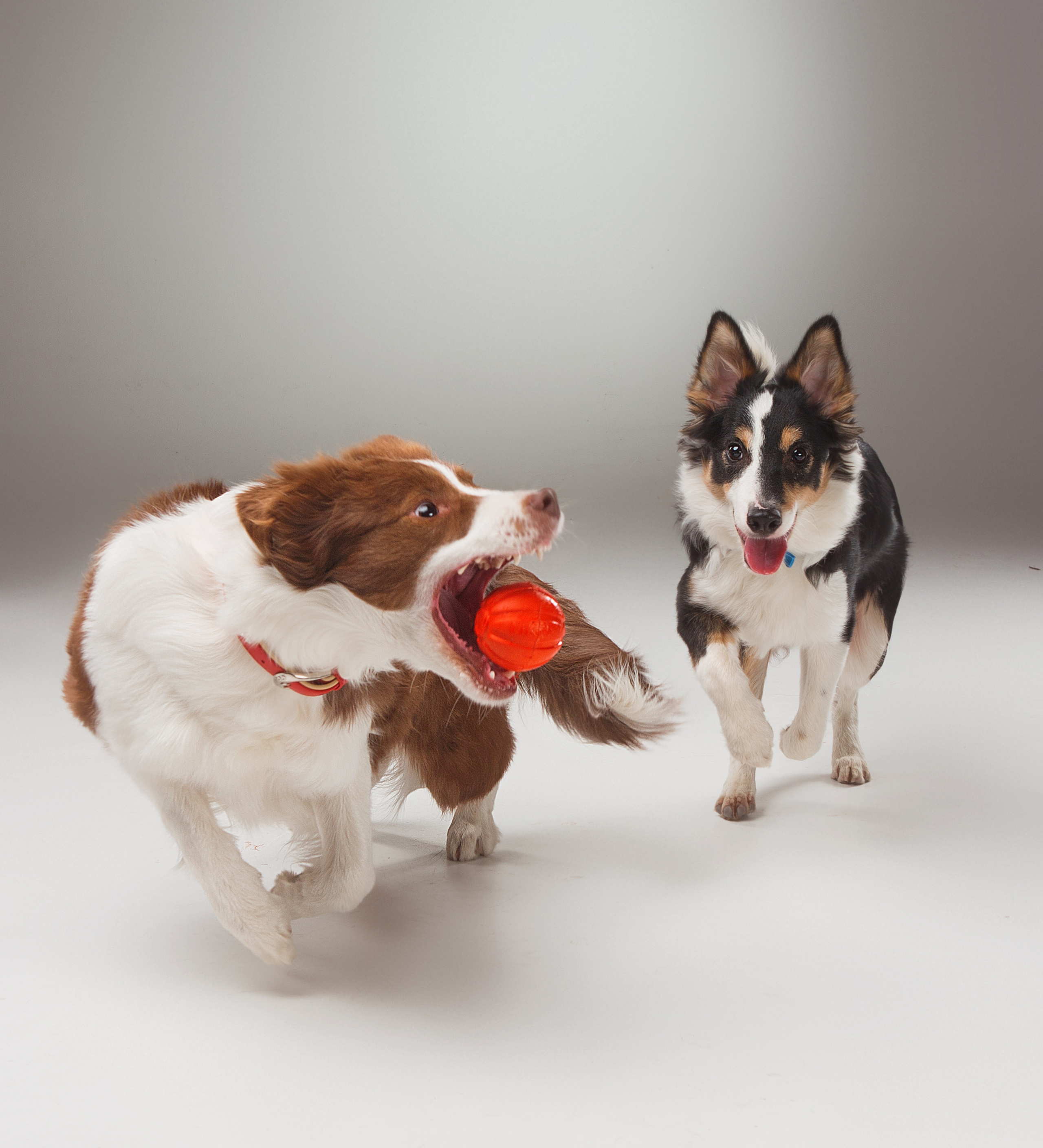 Dogs. Pet photographer Kateryna Mumzhynska