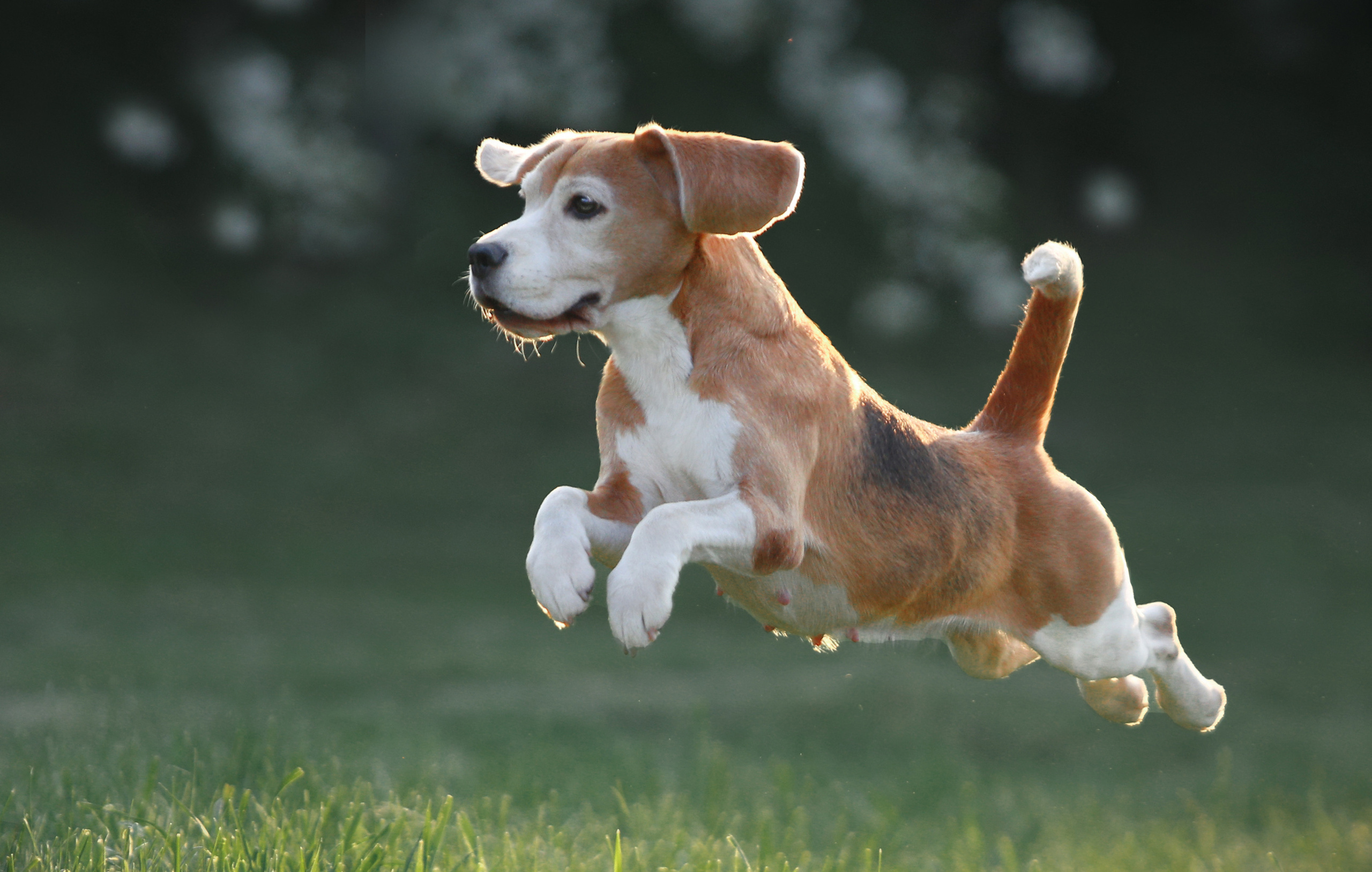 Dogs. Pet photographer Kateryna Mumzhynska