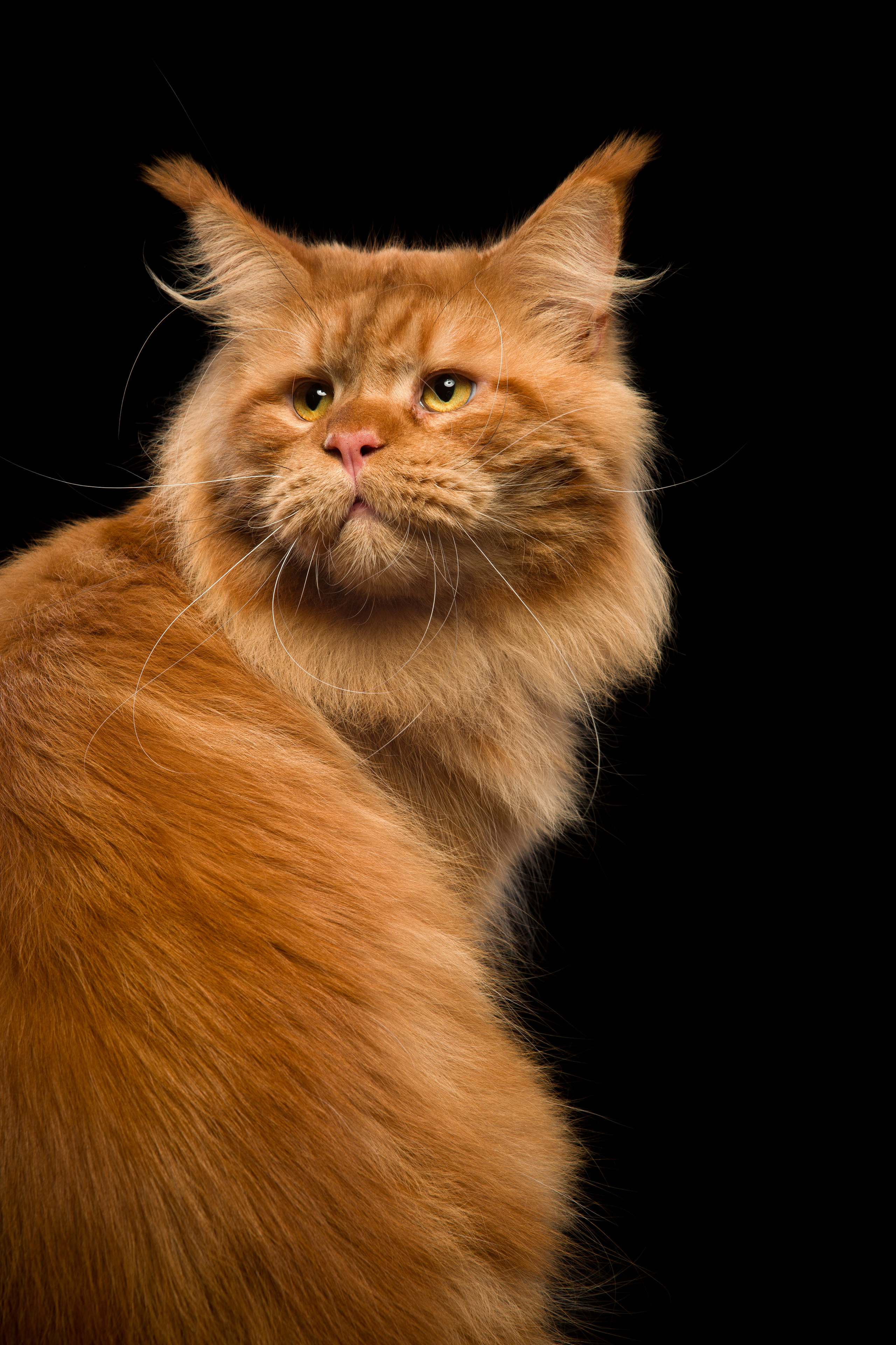 Cats. Pet photographer Kateryna Mumzhynska