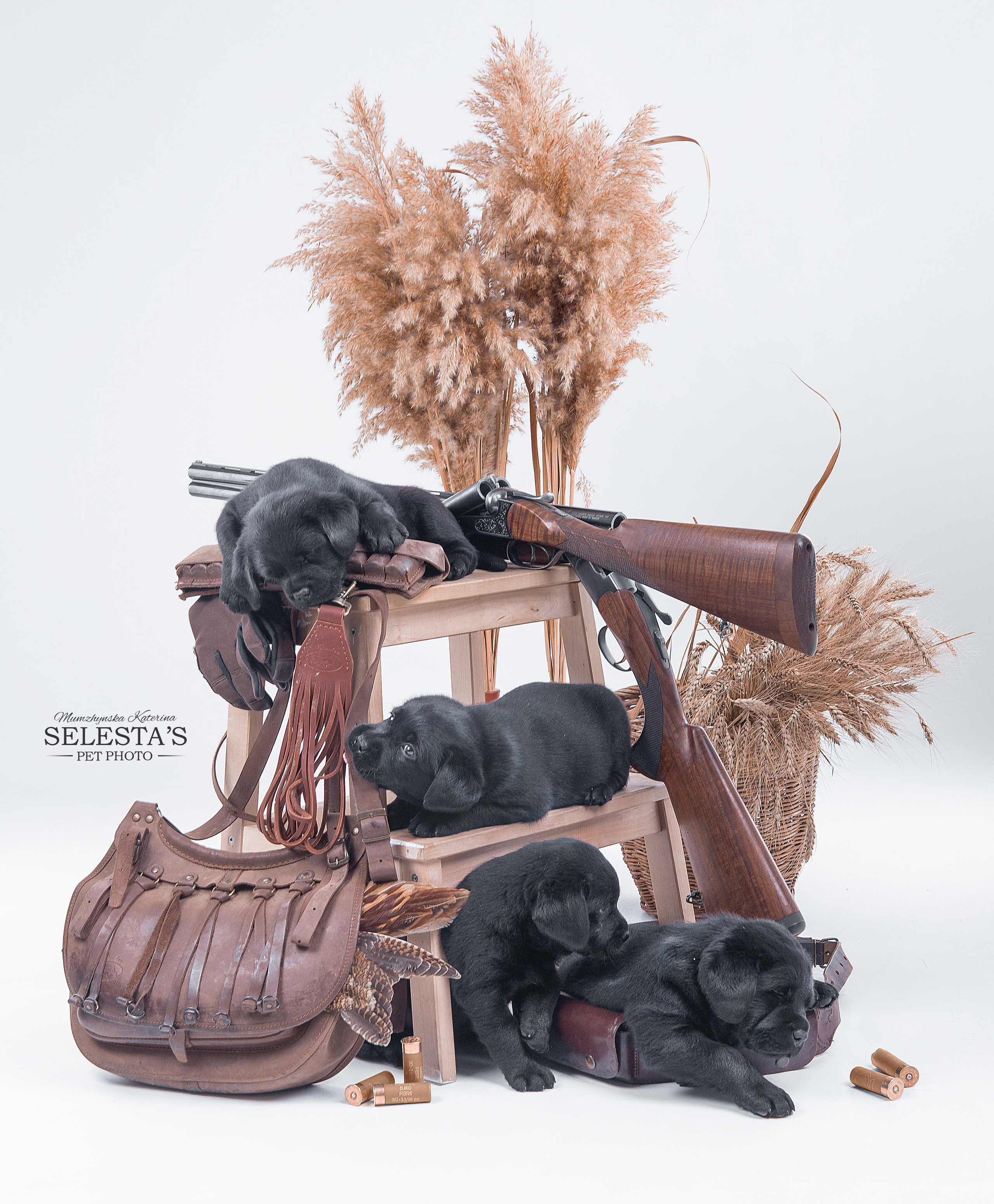 Dogs. Pet photographer Kateryna Mumzhynska