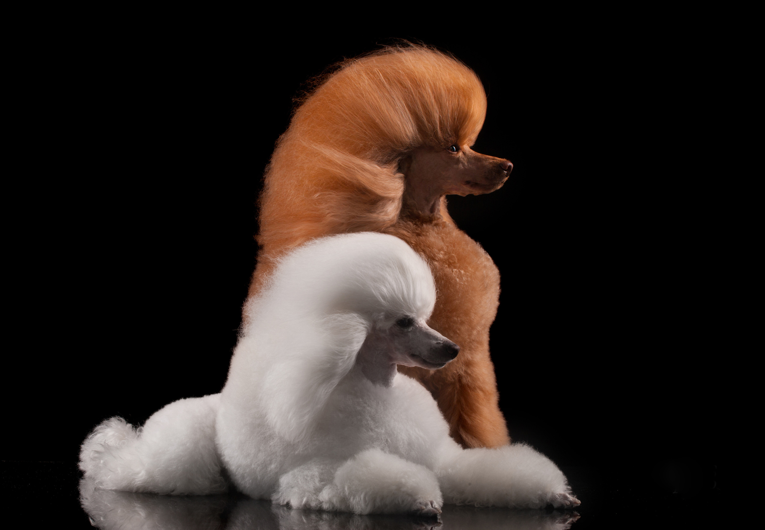 Dogs. Pet photographer Kateryna Mumzhynska