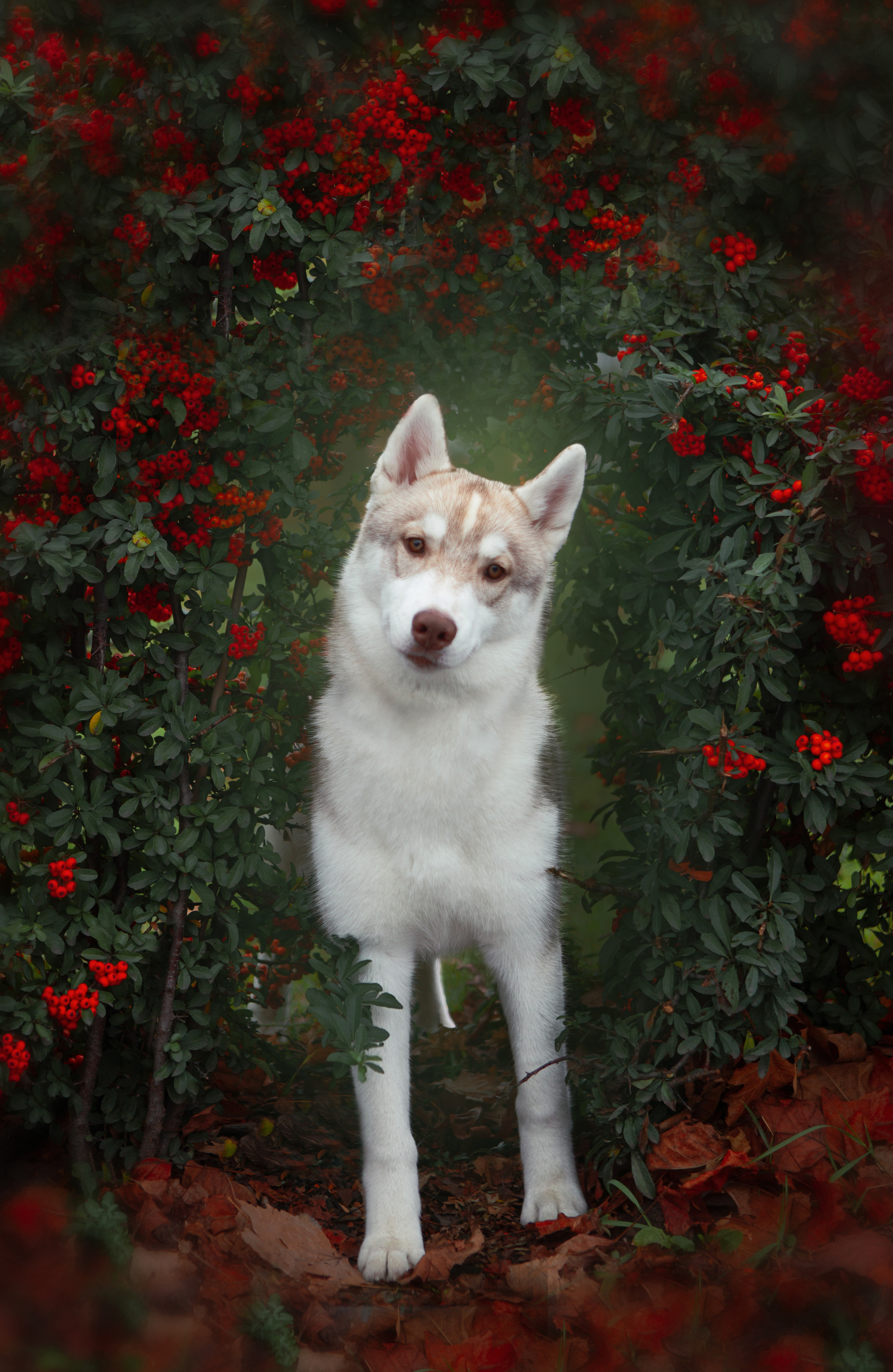 Dogs. Pet photographer Kateryna Mumzhynska