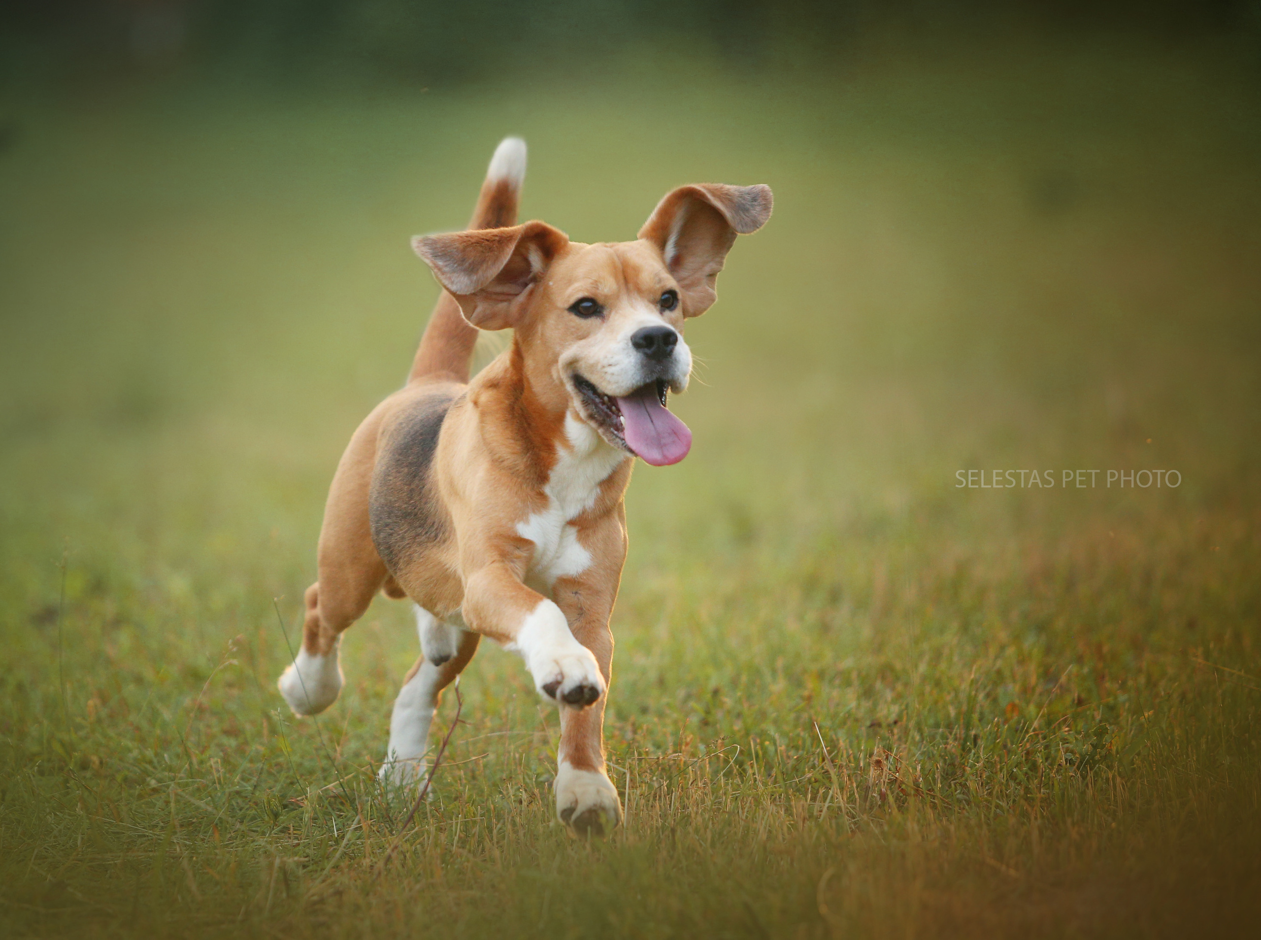 Dogs. Pet photographer Kateryna Mumzhynska