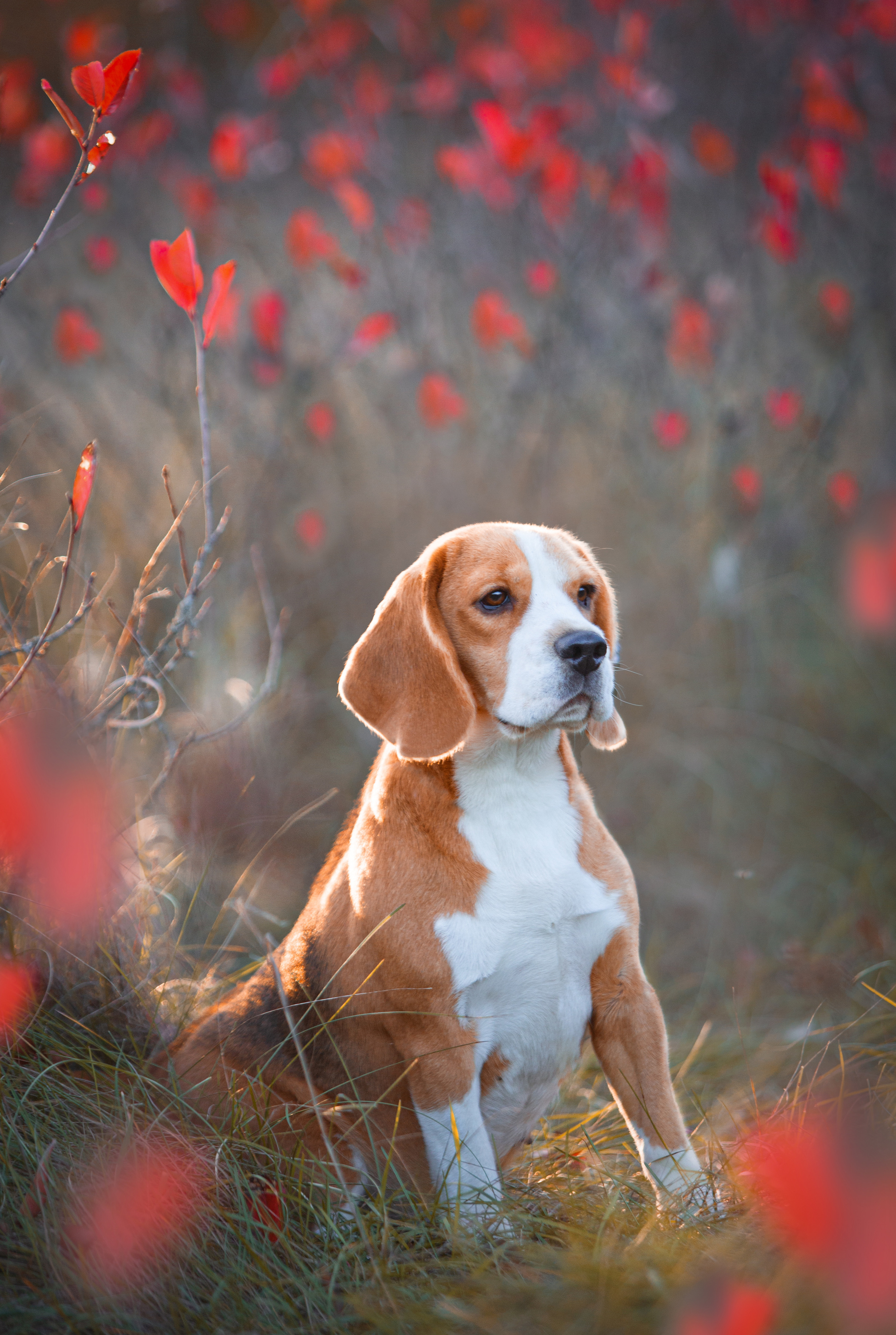 Dogs. Pet photographer Kateryna Mumzhynska