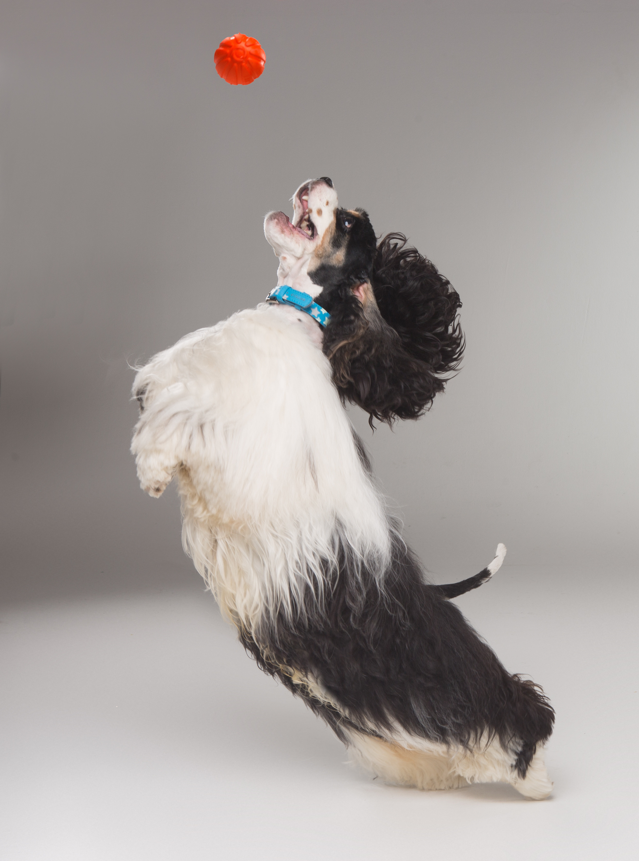 Dogs. Pet photographer Kateryna Mumzhynska