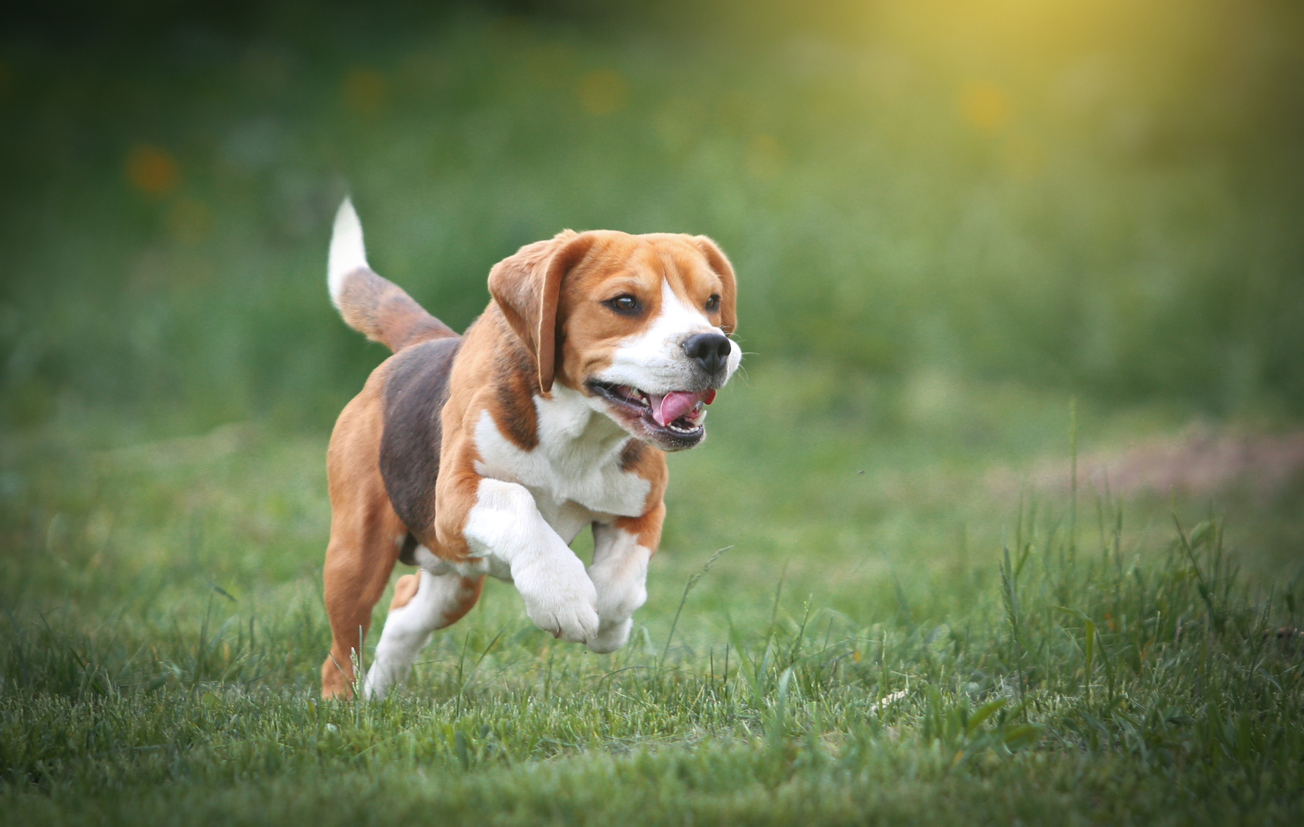 Dogs. Pet photographer Kateryna Mumzhynska