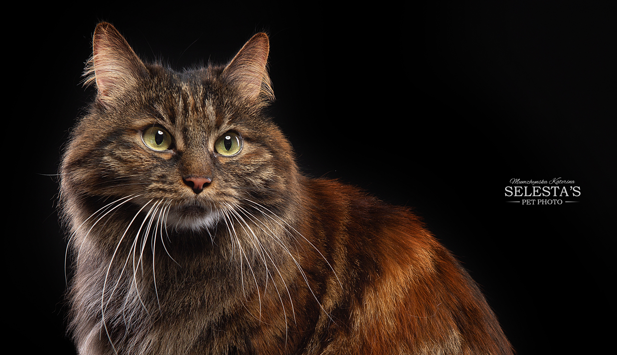 Cats. Pet photographer Kateryna Mumzhynska