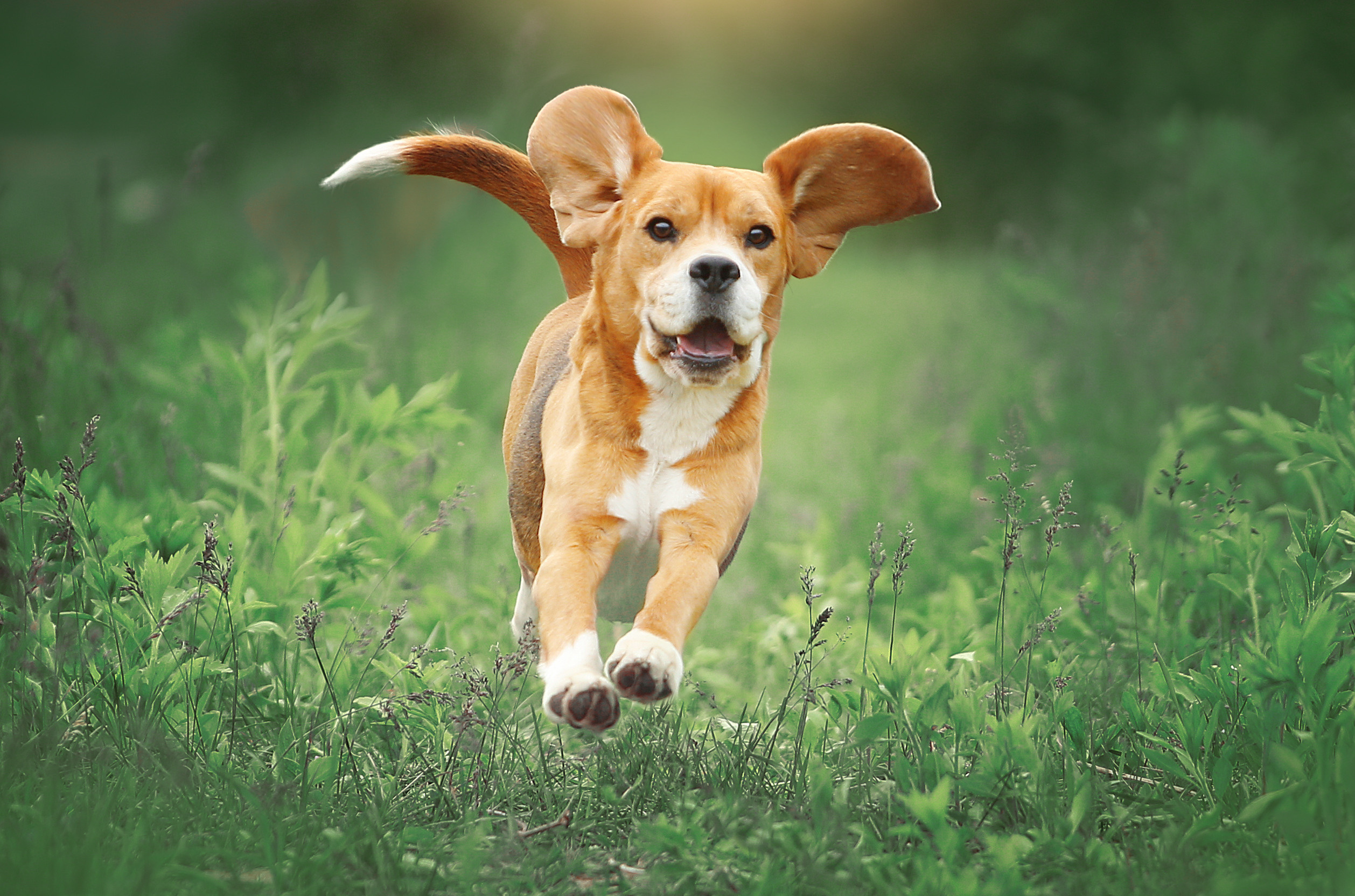 Dogs. Pet photographer Kateryna Mumzhynska