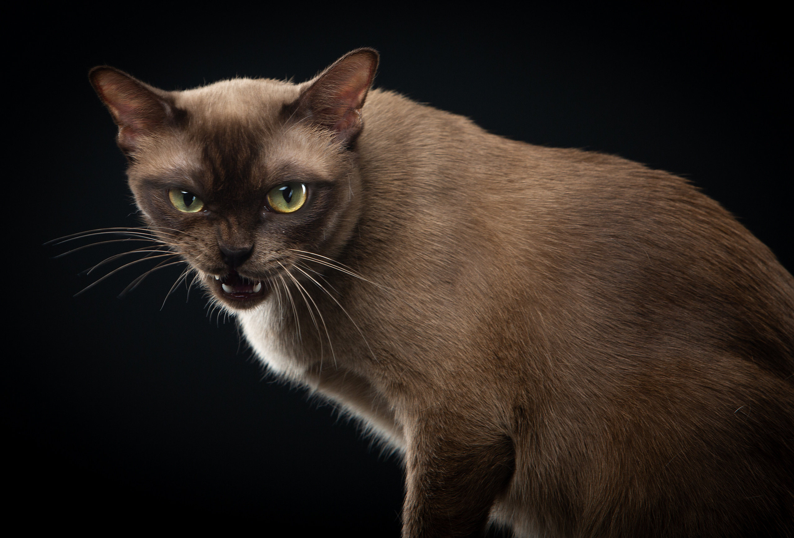 Cats. Pet photographer Kateryna Mumzhynska