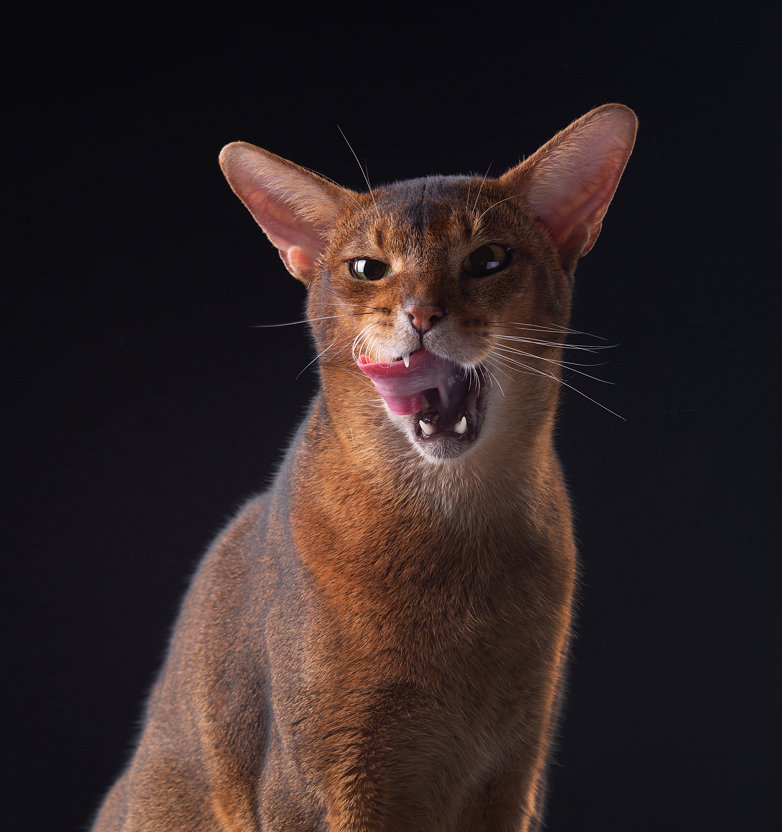 Cats. Pet photographer Kateryna Mumzhynska