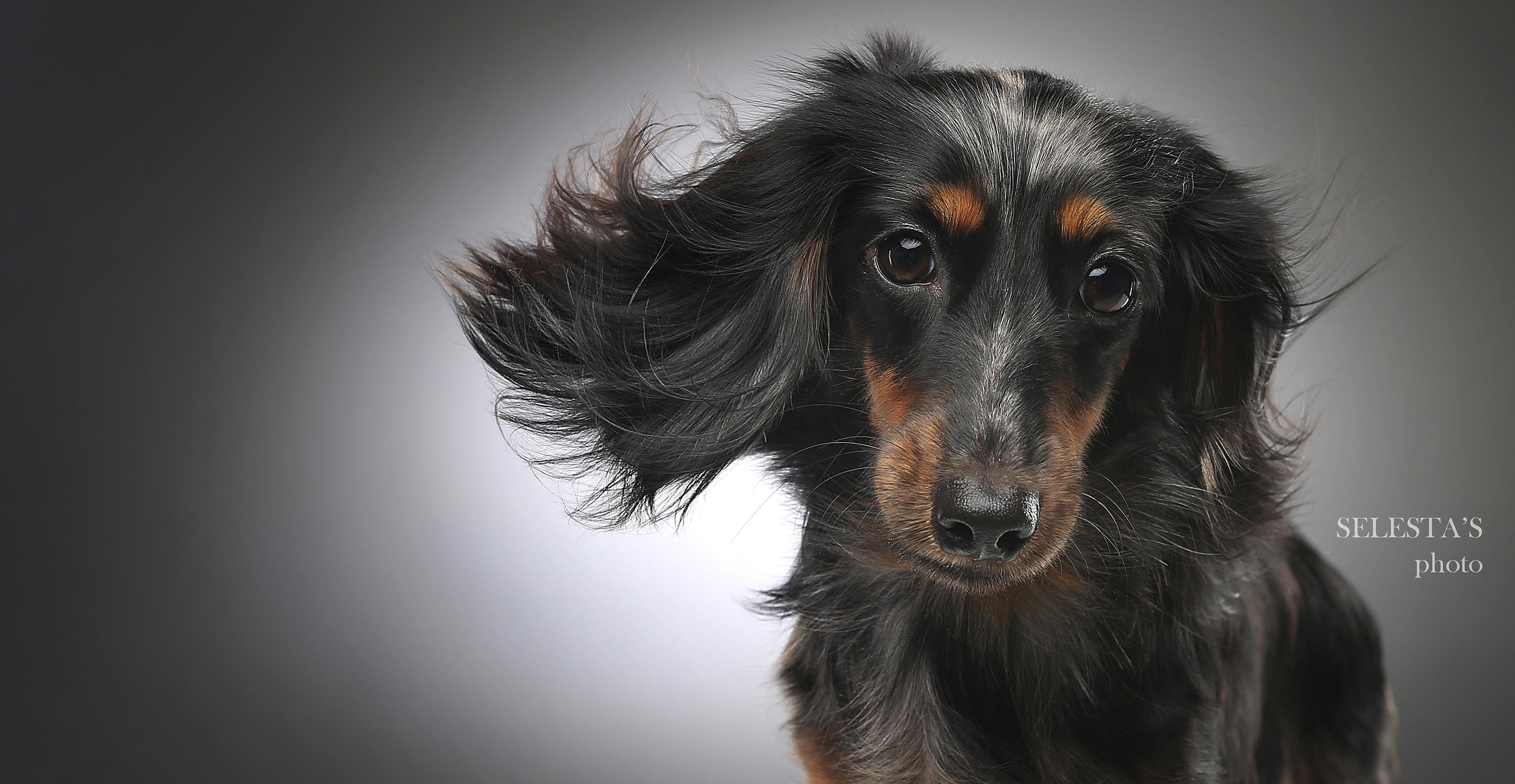 Dogs. Pet photographer Kateryna Mumzhynska