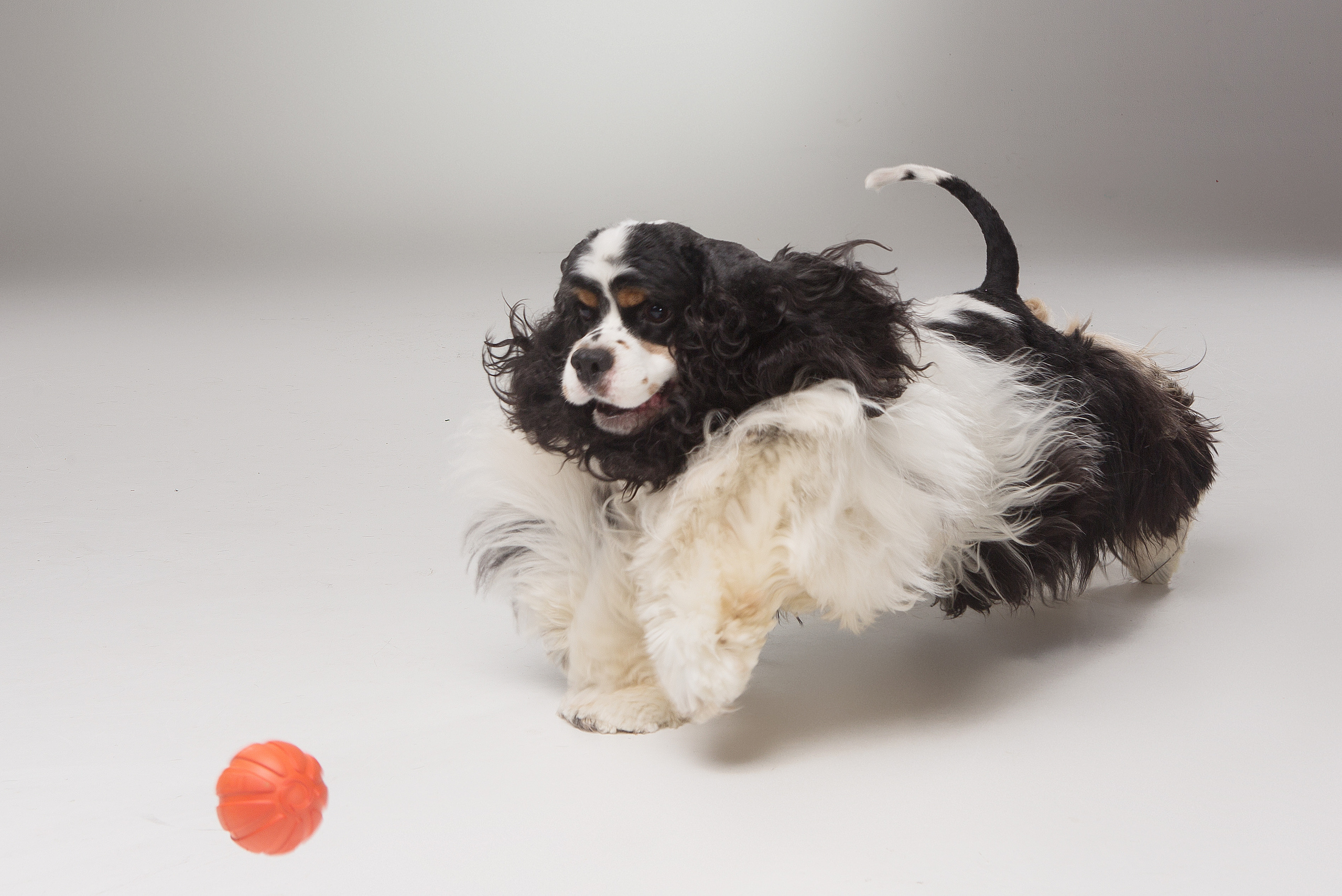 Dogs. Pet photographer Kateryna Mumzhynska