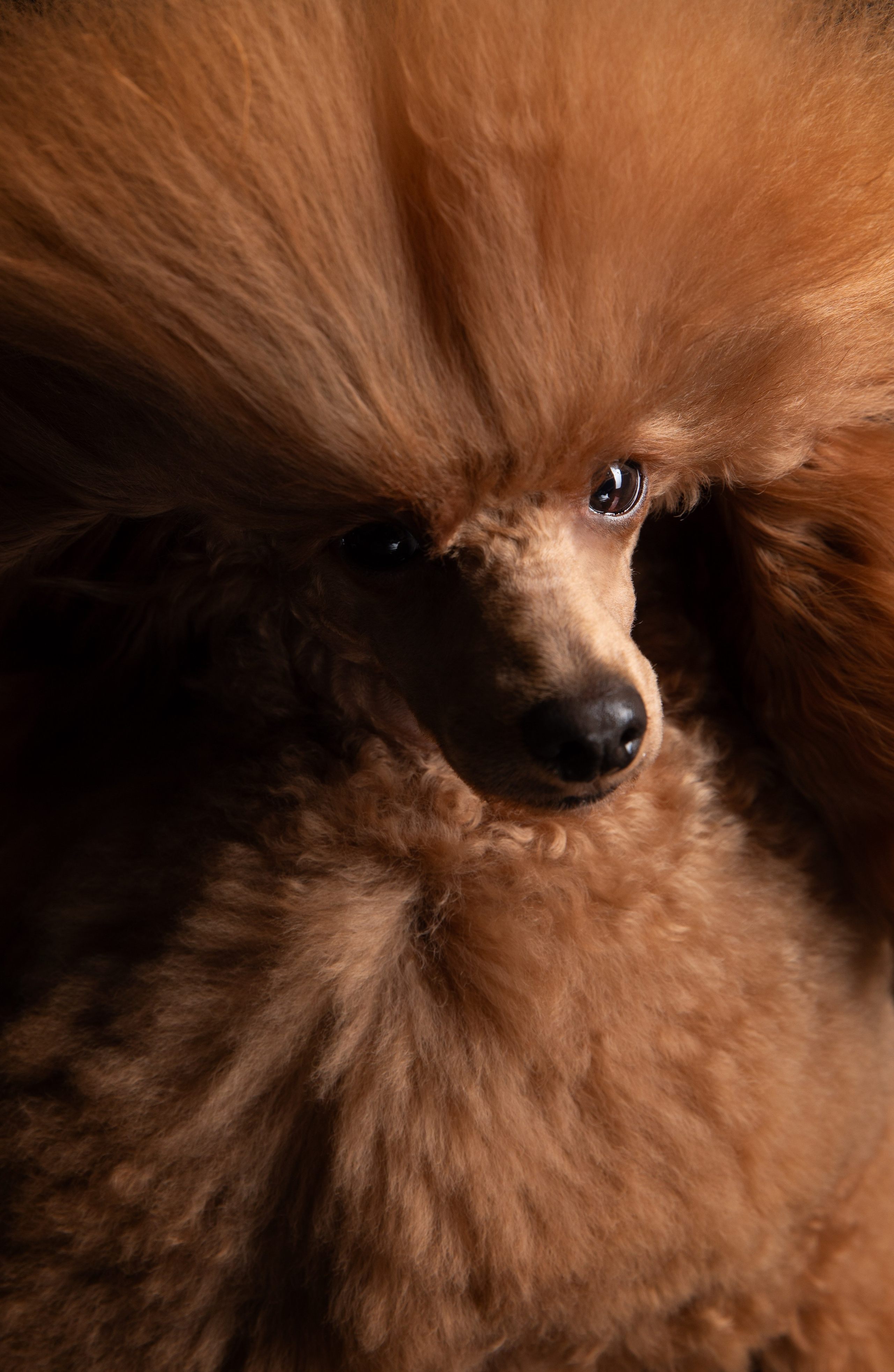 Dogs. Pet photographer Kateryna Mumzhynska