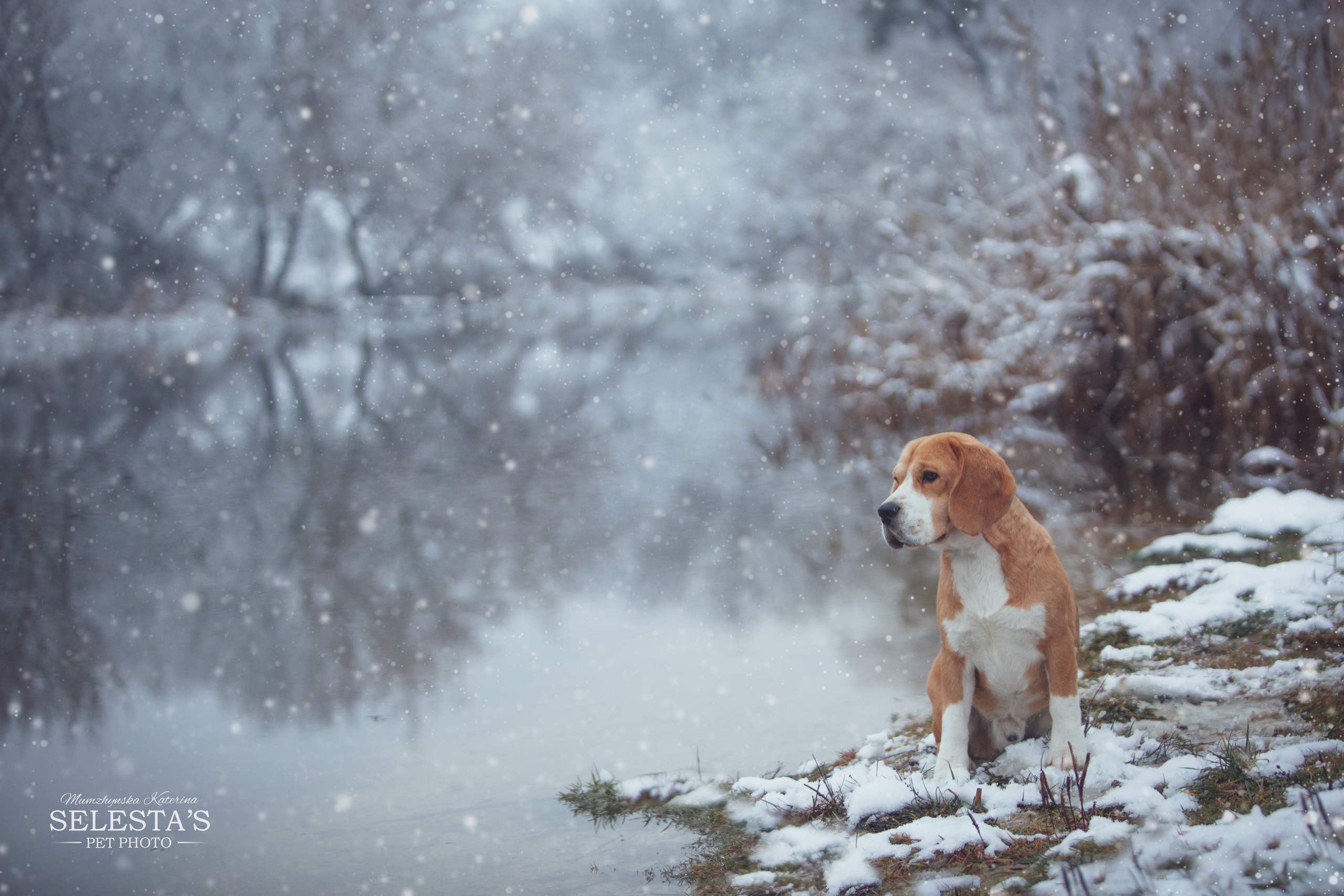 Dogs. Pet photographer Kateryna Mumzhynska
