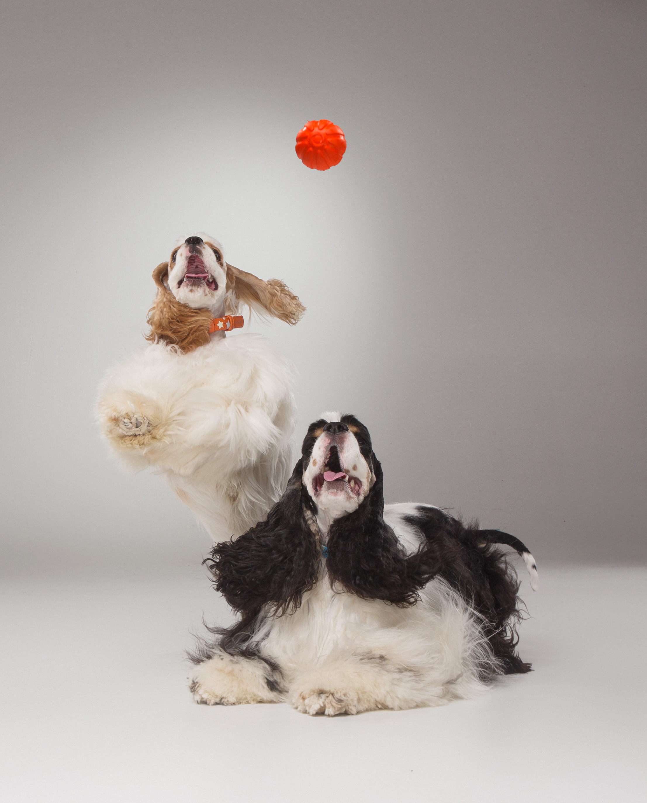 Dogs. Pet photographer Kateryna Mumzhynska