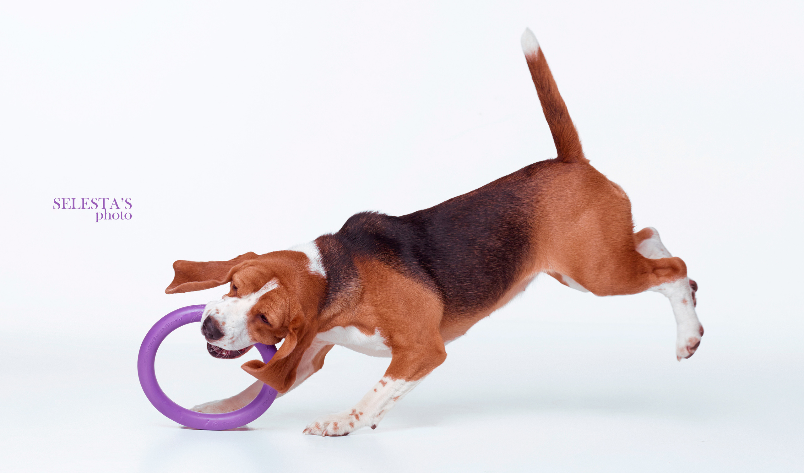 Dogs. Pet photographer Kateryna Mumzhynska