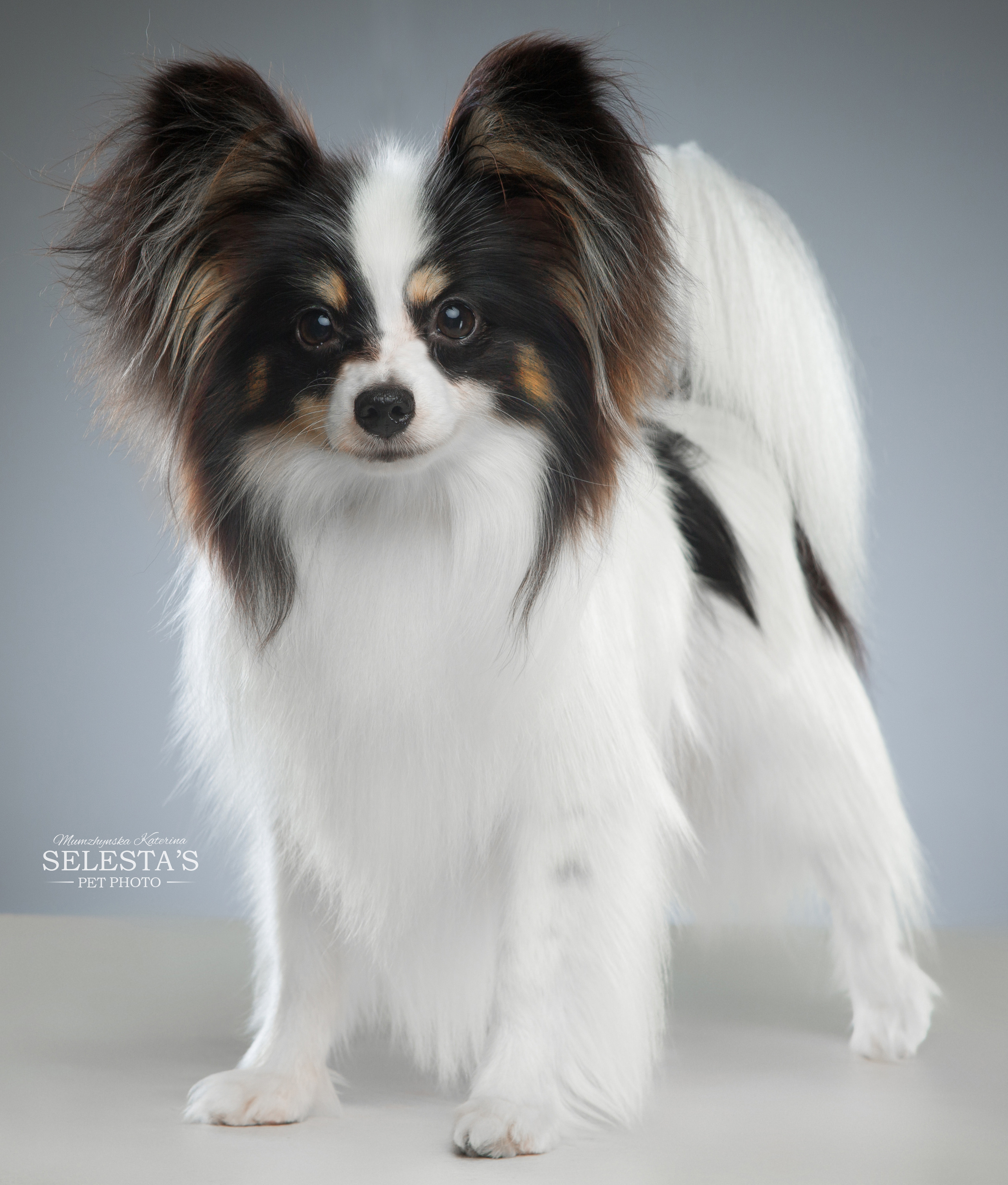 Dogs. Pet photographer Kateryna Mumzhynska