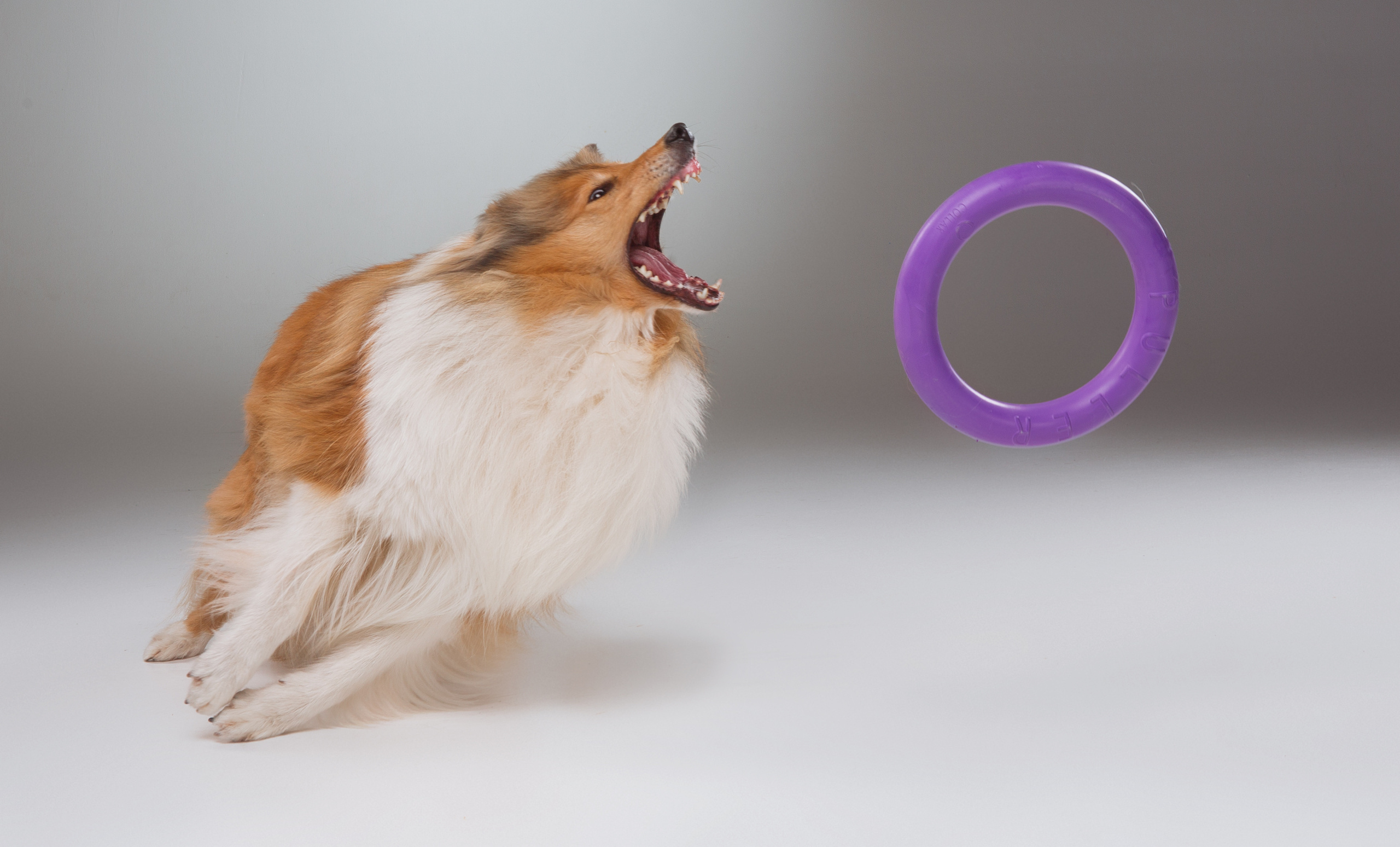 Dogs. Pet photographer Kateryna Mumzhynska