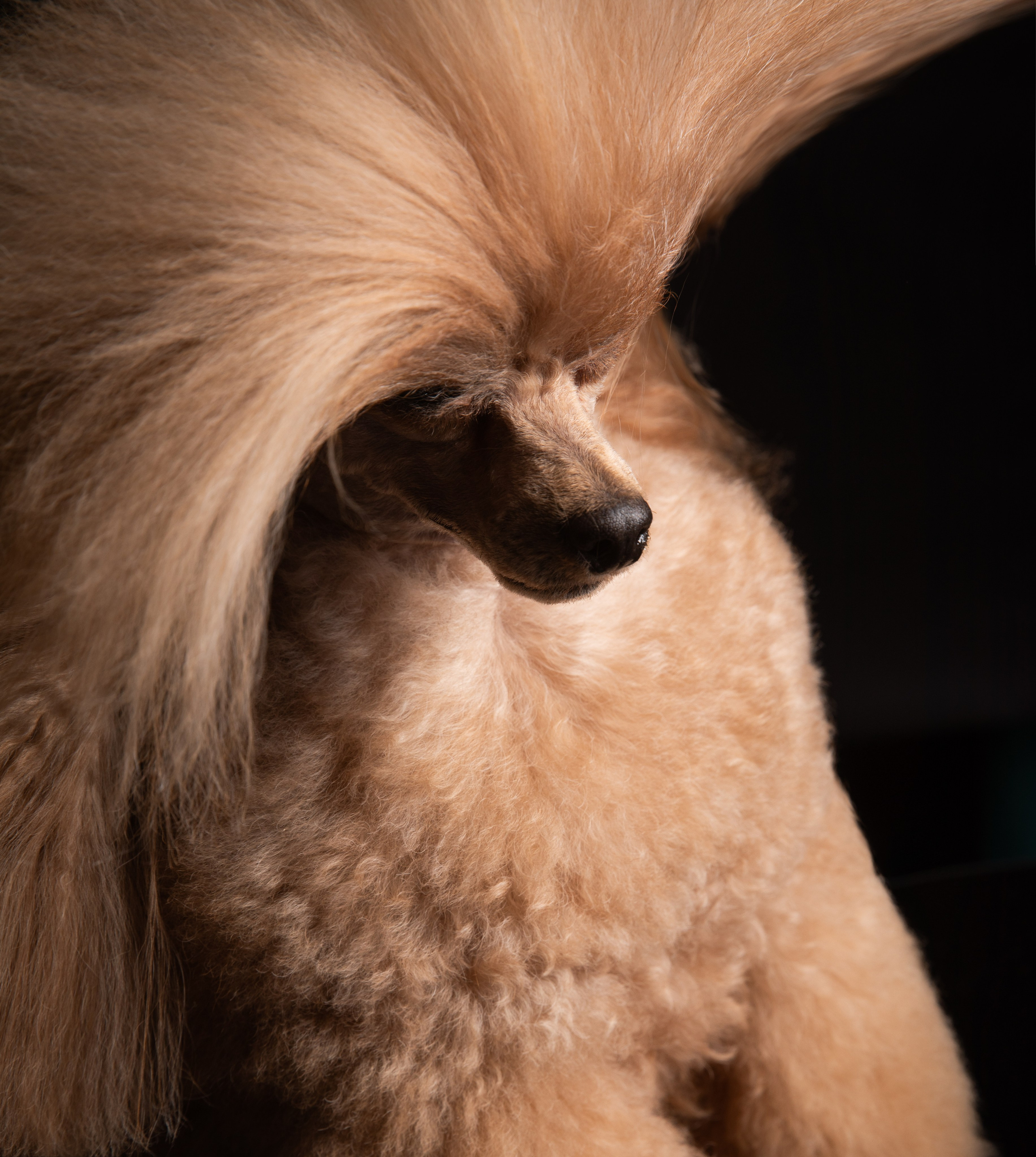 Dogs. Pet photographer Kateryna Mumzhynska