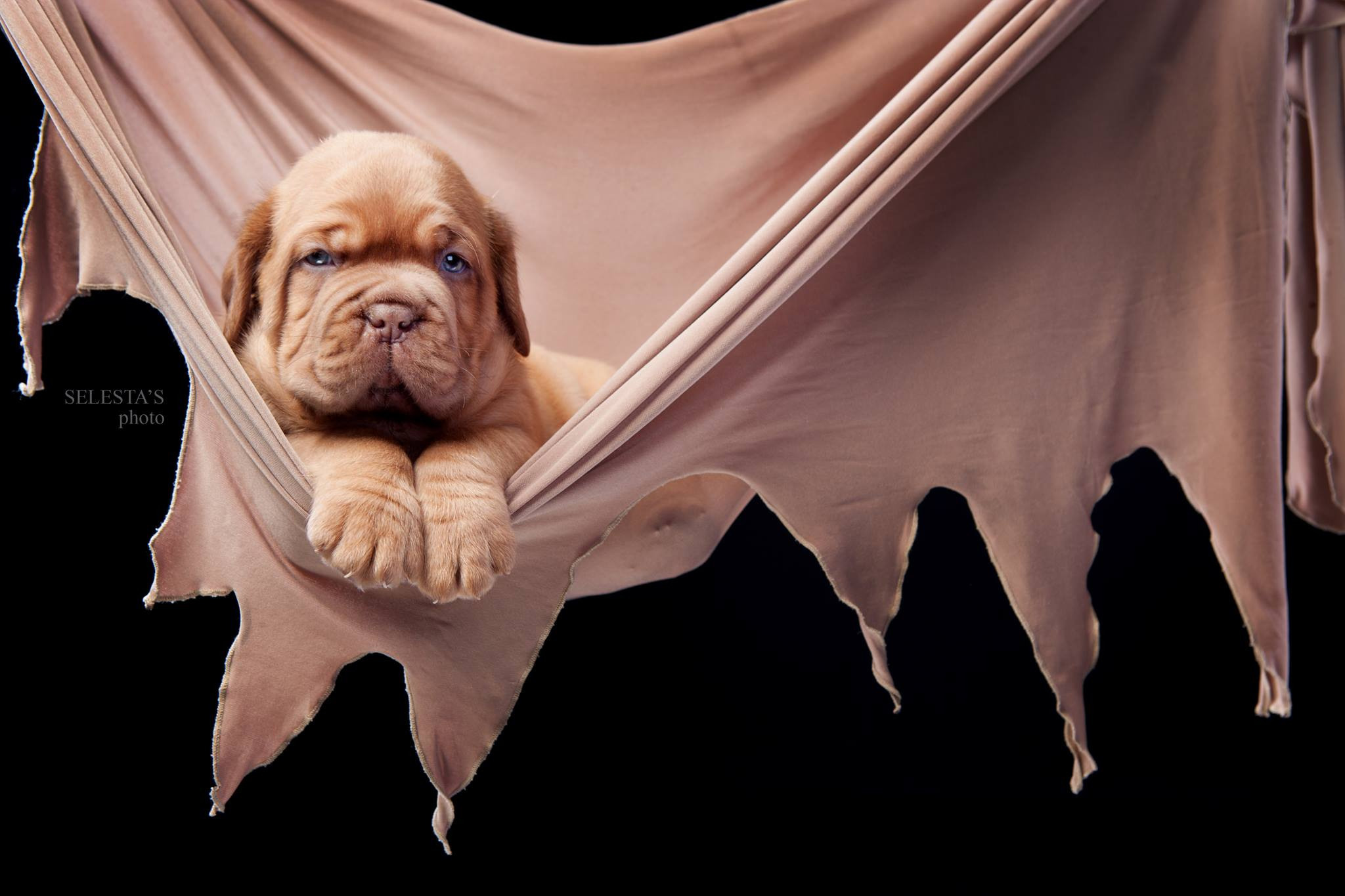 Dogs. Pet photographer Kateryna Mumzhynska