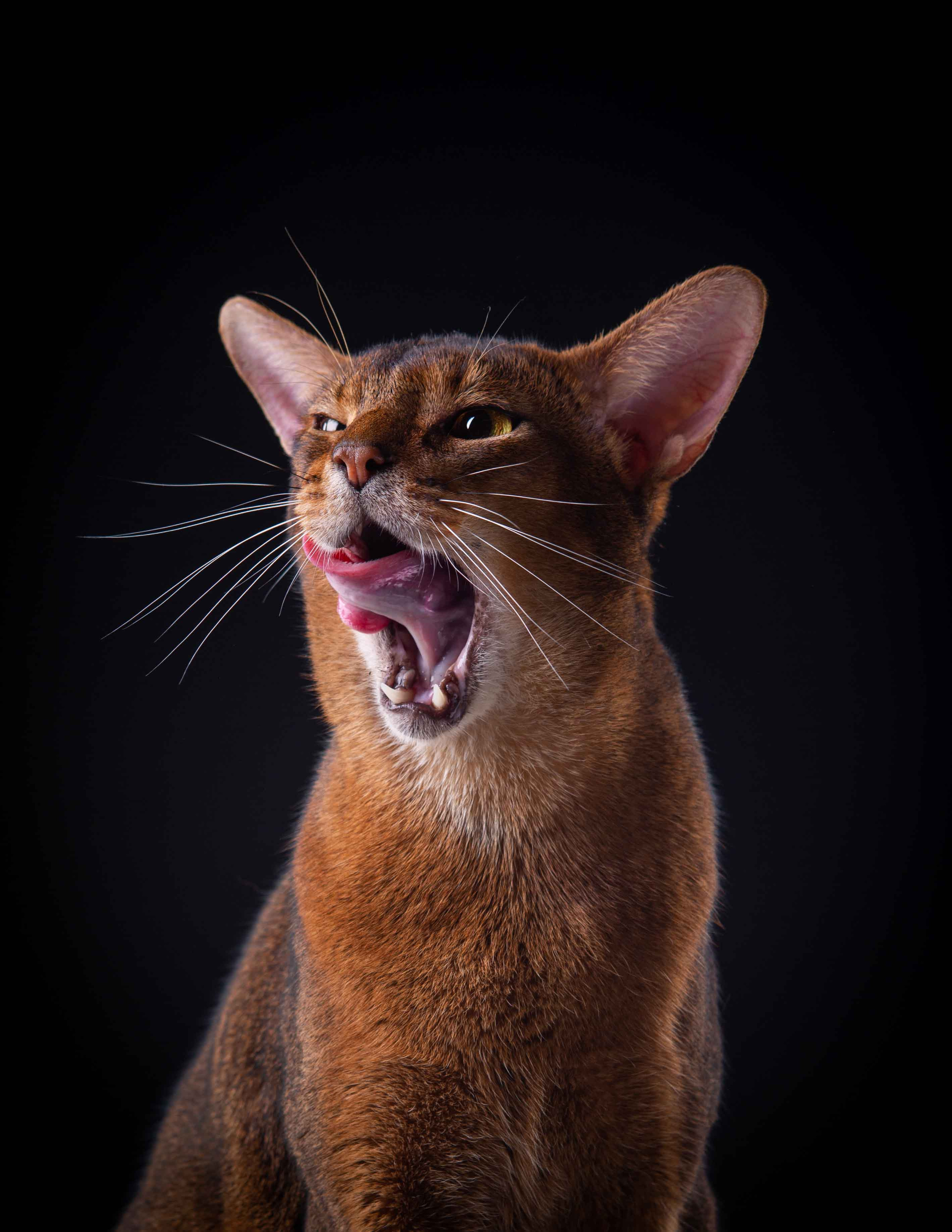 Cats. Pet photographer Kateryna Mumzhynska