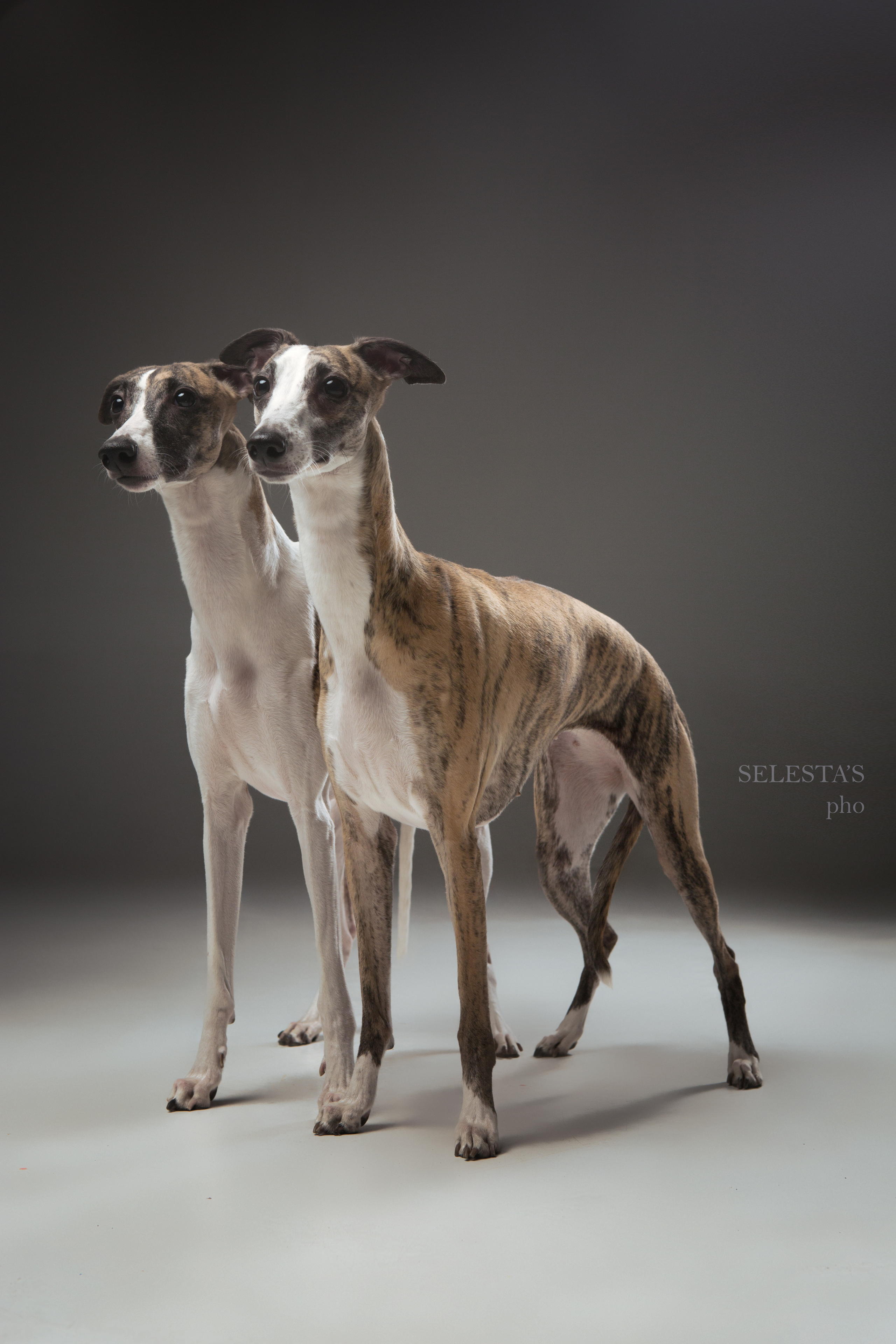 Dogs. Pet photographer Kateryna Mumzhynska