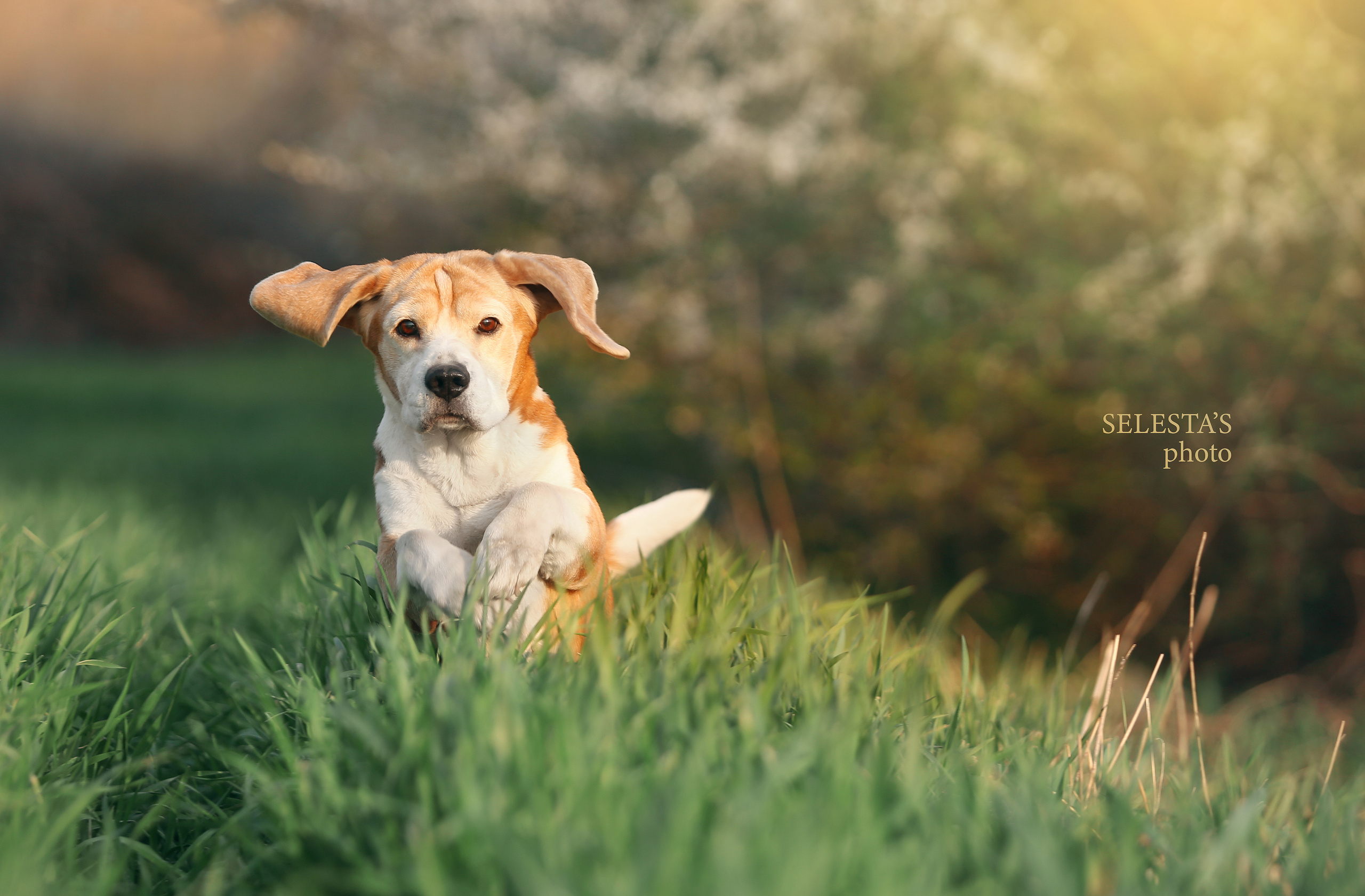 Dogs. Pet photographer Kateryna Mumzhynska