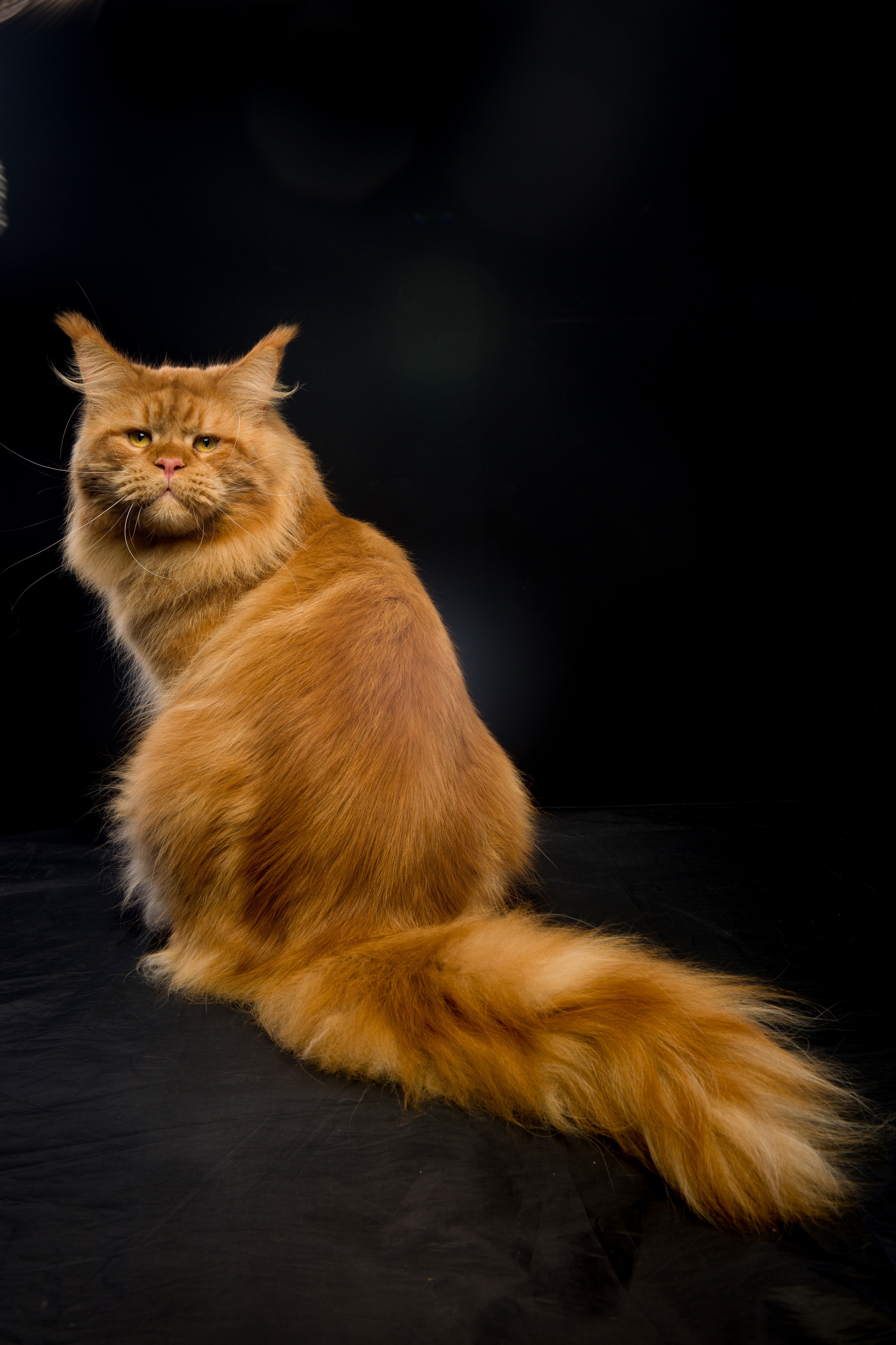 Cats. Pet photographer Kateryna Mumzhynska