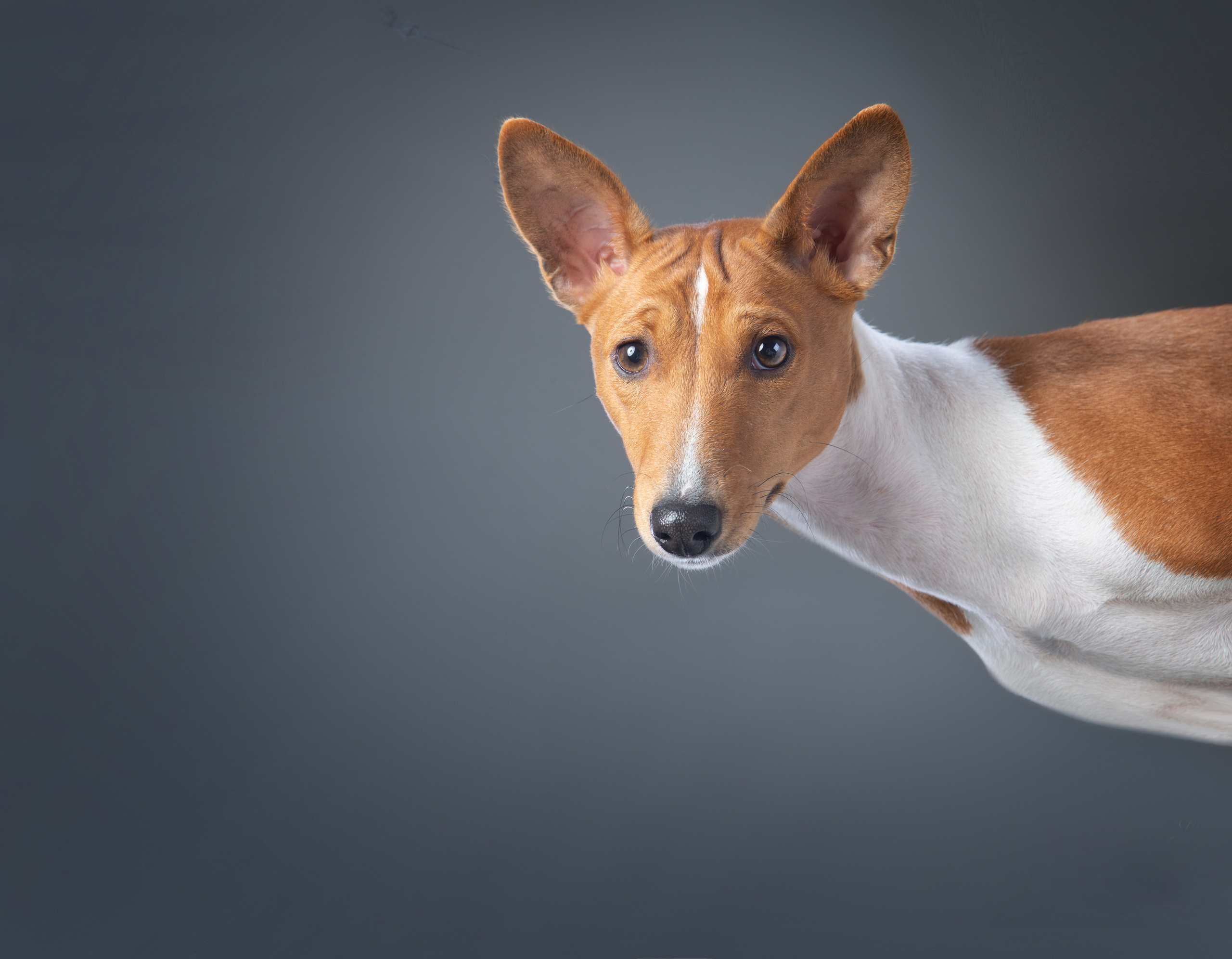 Dogs. Pet photographer Kateryna Mumzhynska