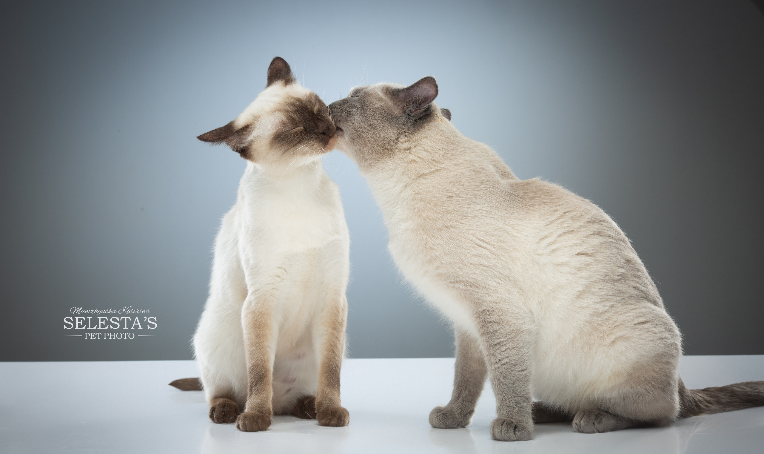 Cats. Pet photographer Kateryna Mumzhynska