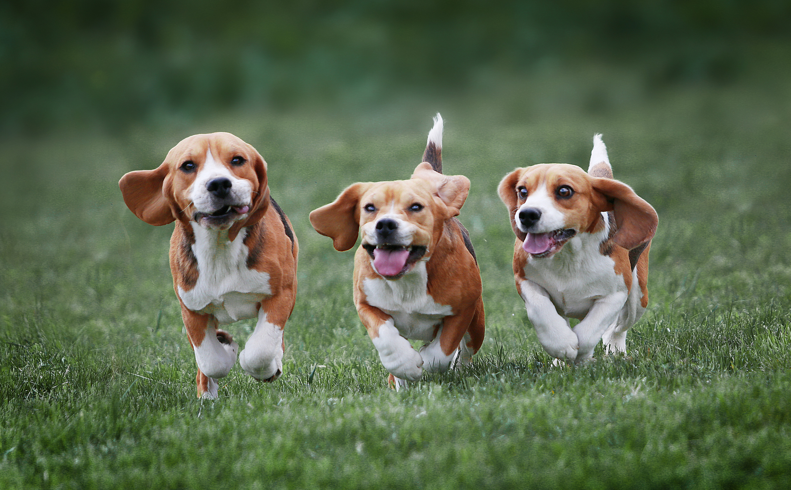 Dogs. Pet photographer Kateryna Mumzhynska